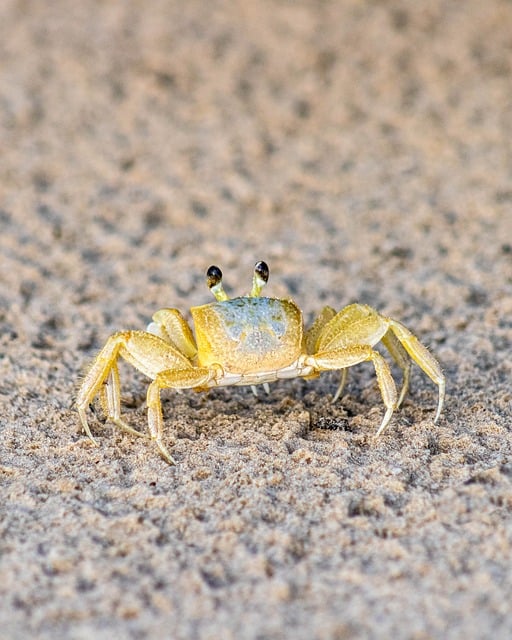 Crab Walking on the Sand