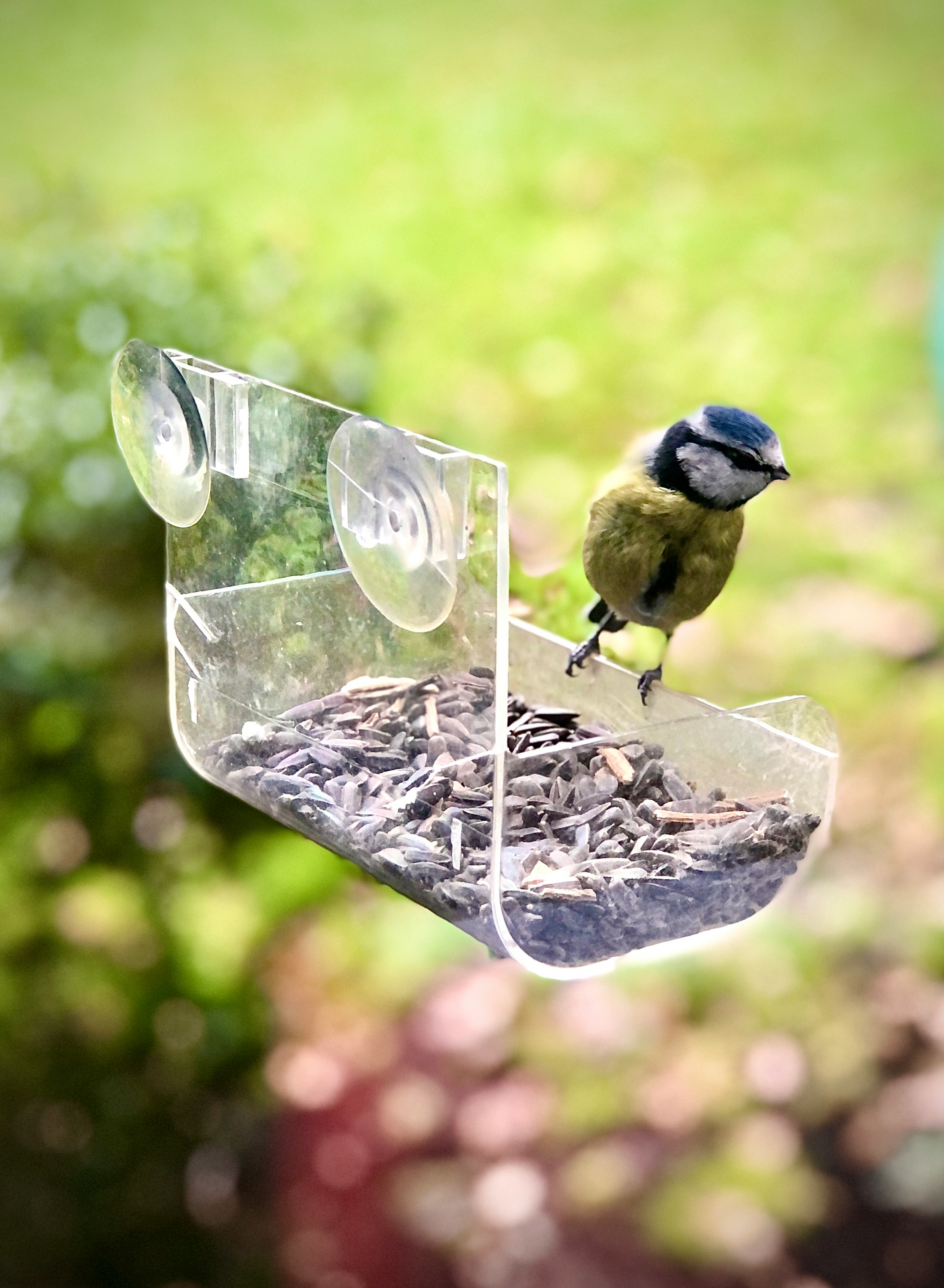 Bird Perched on a Window Bird Feeder With Sunflower Seeds in it.