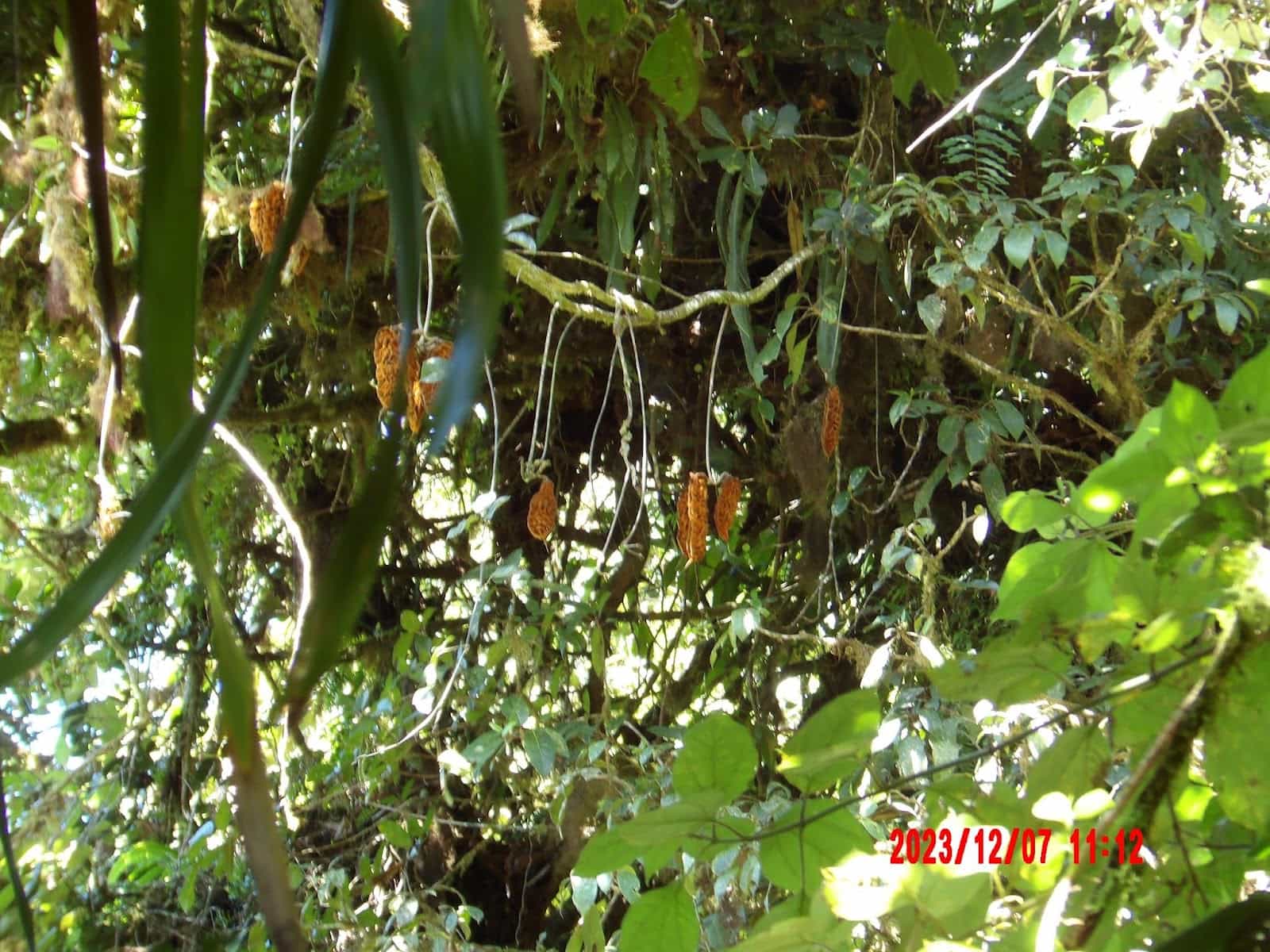Some Yellow Flowers or Pods Dangling From a Vine With a Very Leafy Green Background That we Saw During Our Ecotourism Tour of Monteverde Some Yellow Flowers or Pods Dangling From a Vine With a Very Leafy Green Background That we Saw During Our Ecotourism Tour of Monteverde