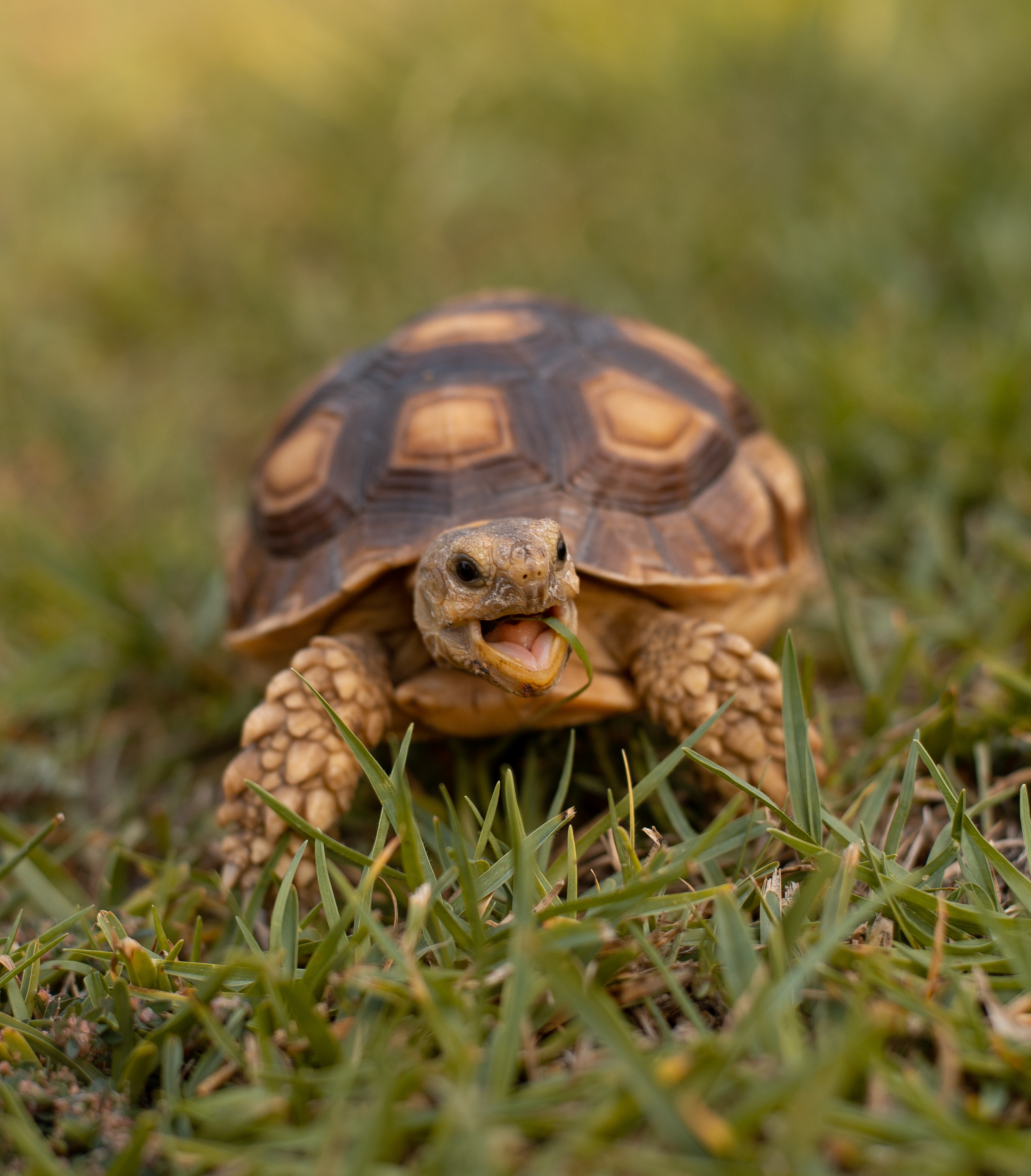 Tortoise With Mouth Open. Tortoise With Mouth Open.