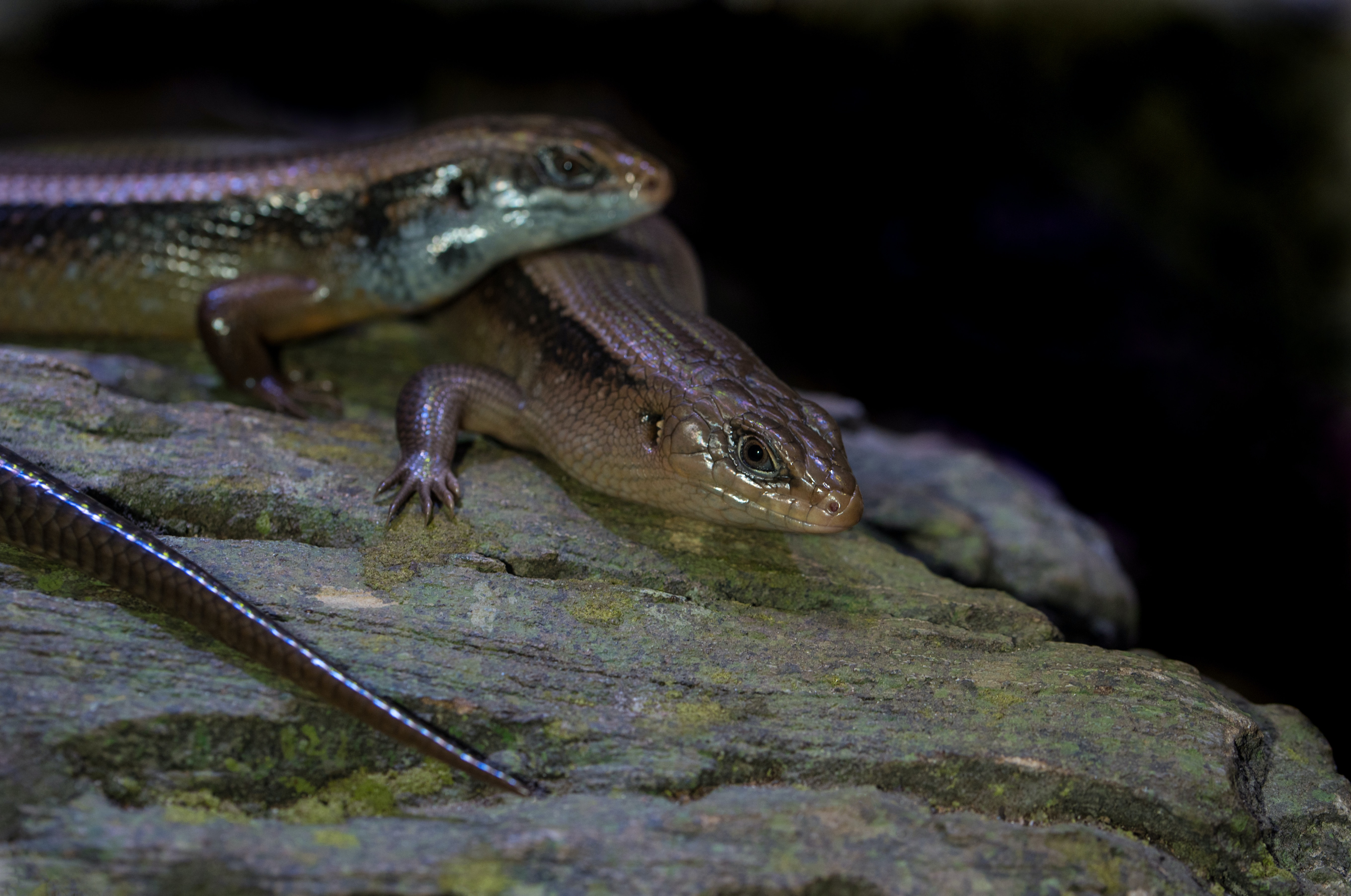 Two Skinks on a Log Two Skinks on a Log