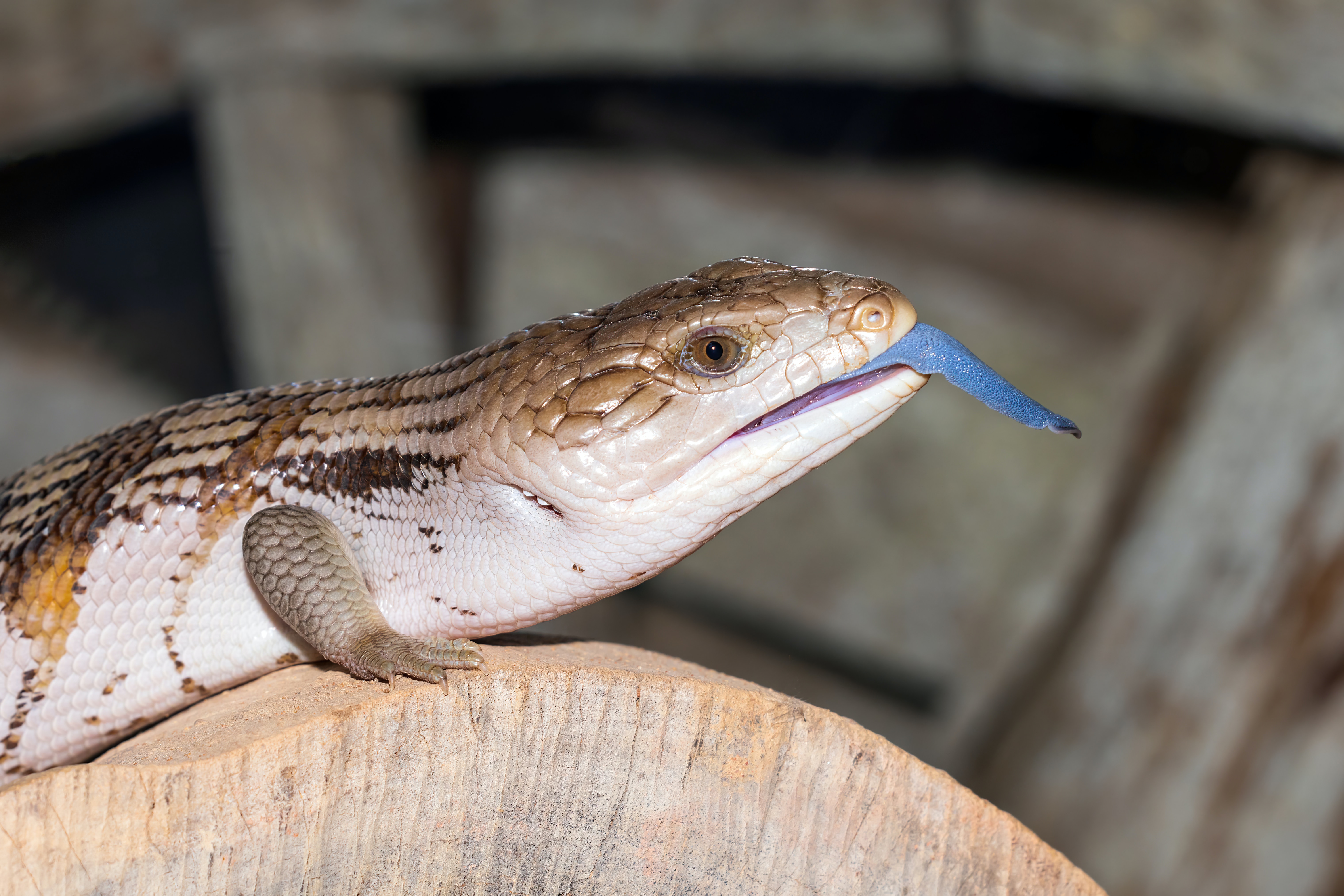 Blue Tongue Skink Sticking Out Its Tongue Blue Tongue Skink Sticking Out Its Tongue