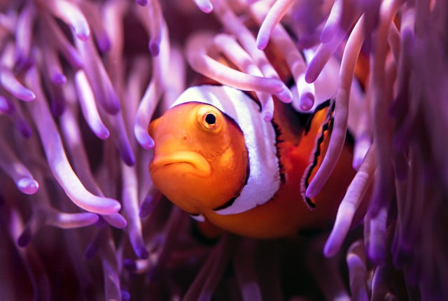 Clown Fish Swimming Through Plants Clown Fish Swimming Through Plants