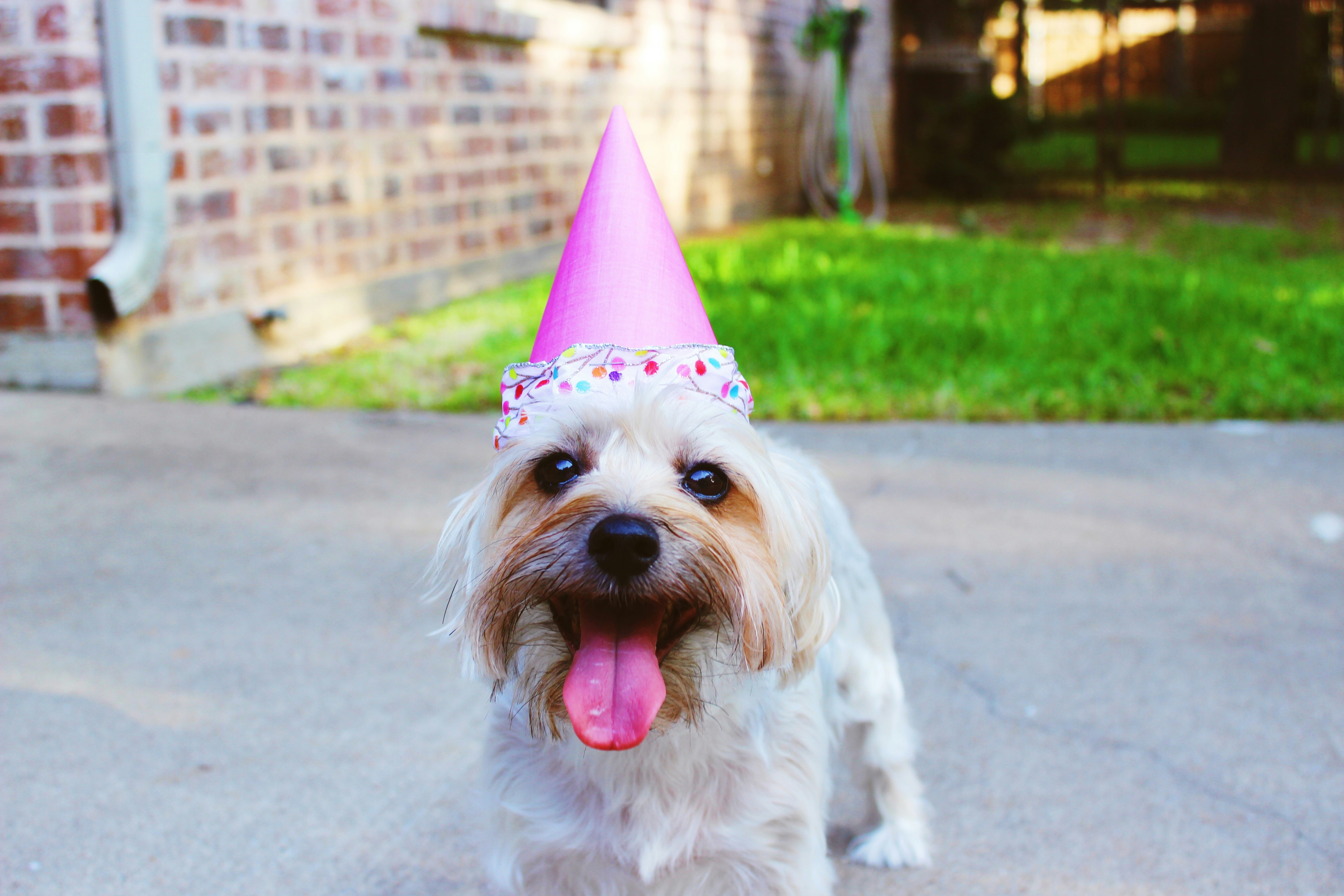 Whit Dog With Its Mouth Open and Tongue Hanging Out. It Has a Pink Birthday Hat on