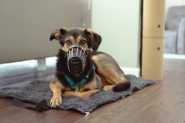 Dog With a Muzzle On