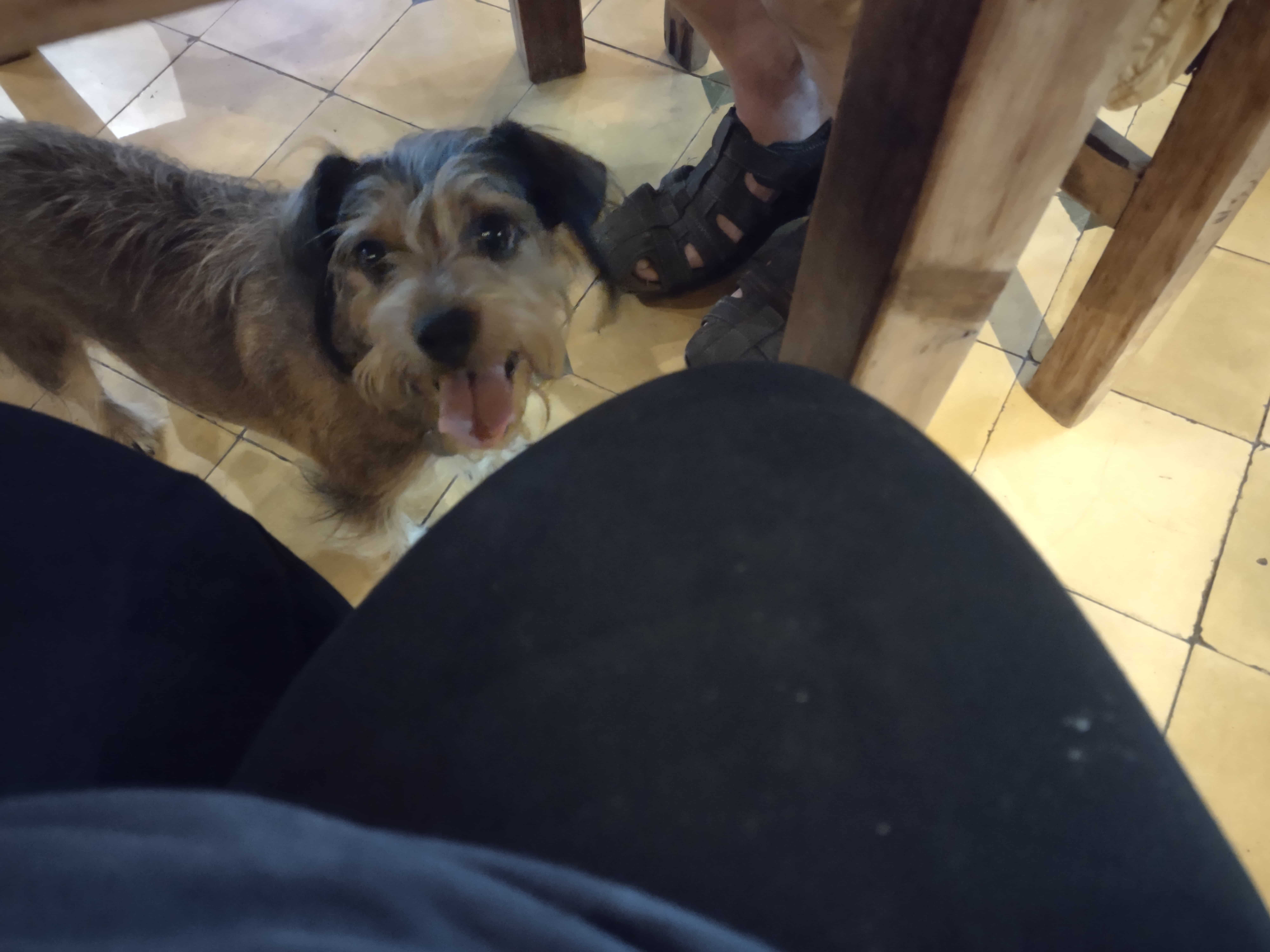 A Dog in a Restaurant Looking Up As if He Wants Food A Dog in a Restaurant Looking Up As if He Wants Food