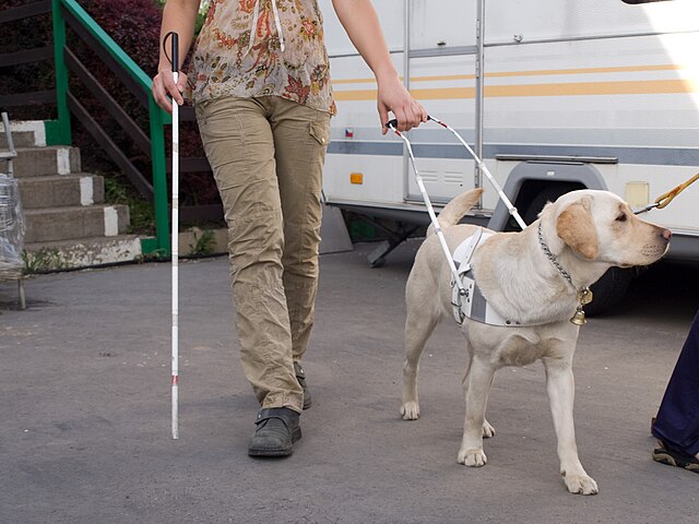 Person Walking With a White Cane and a Seeing Eye Dog