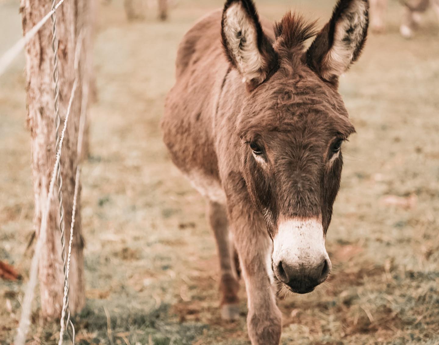 Donkey Walking Toward the Camera