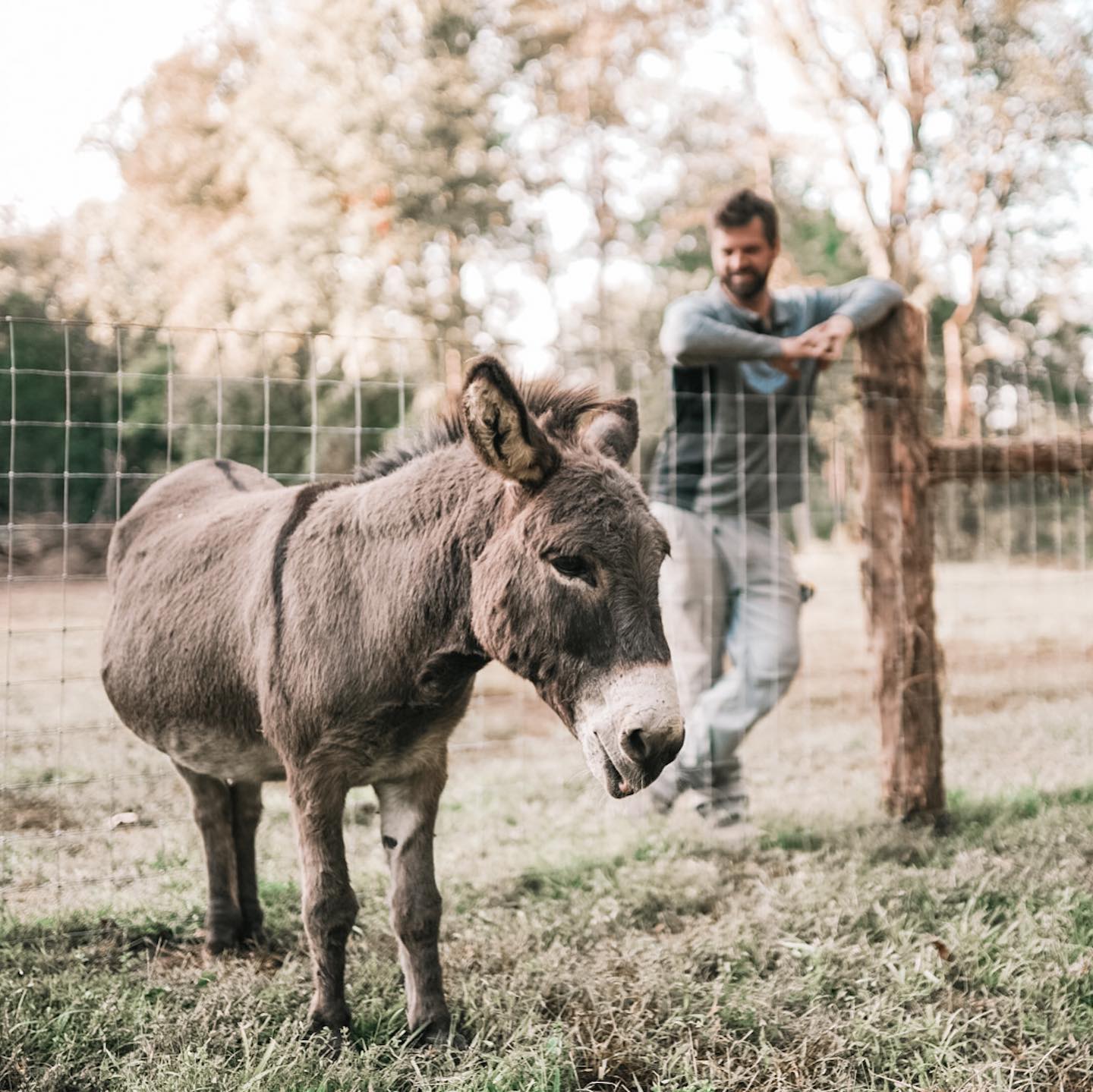 Donkey with a Man Standing in the Background