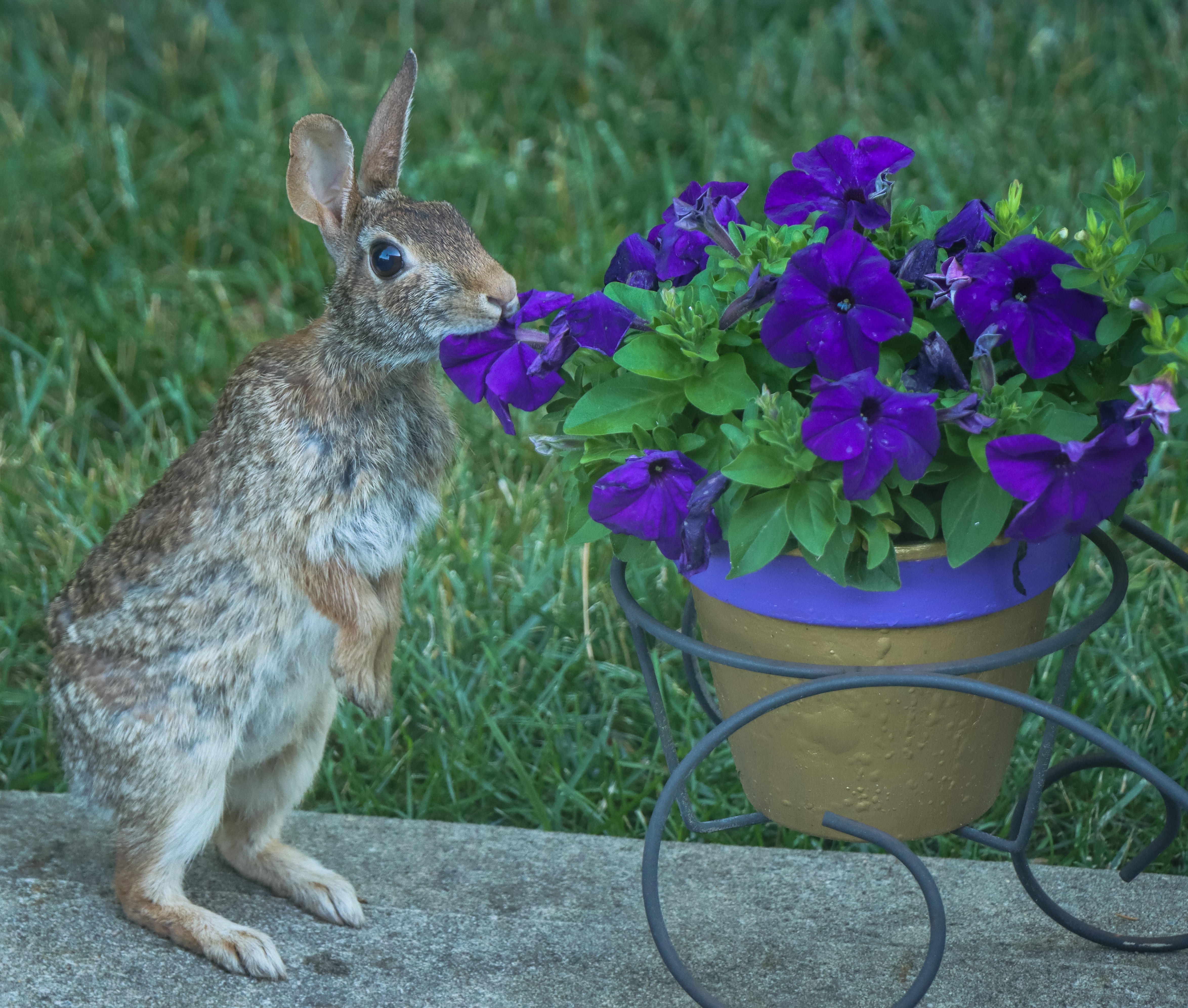 Rabbit Eating Flowers