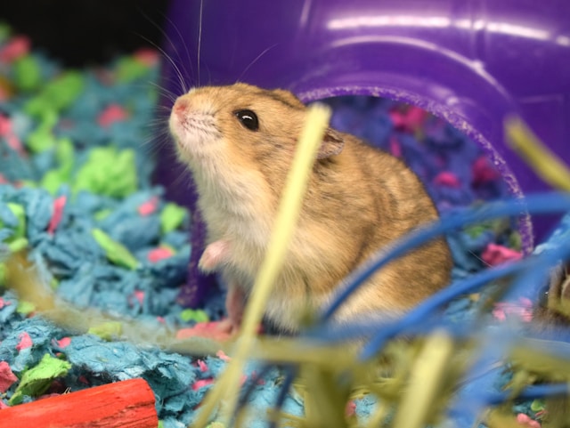 A Gerbil in Its Enclosure with Toys and Hidys A Gerbil in Its Enclosure with Toys and Hidys