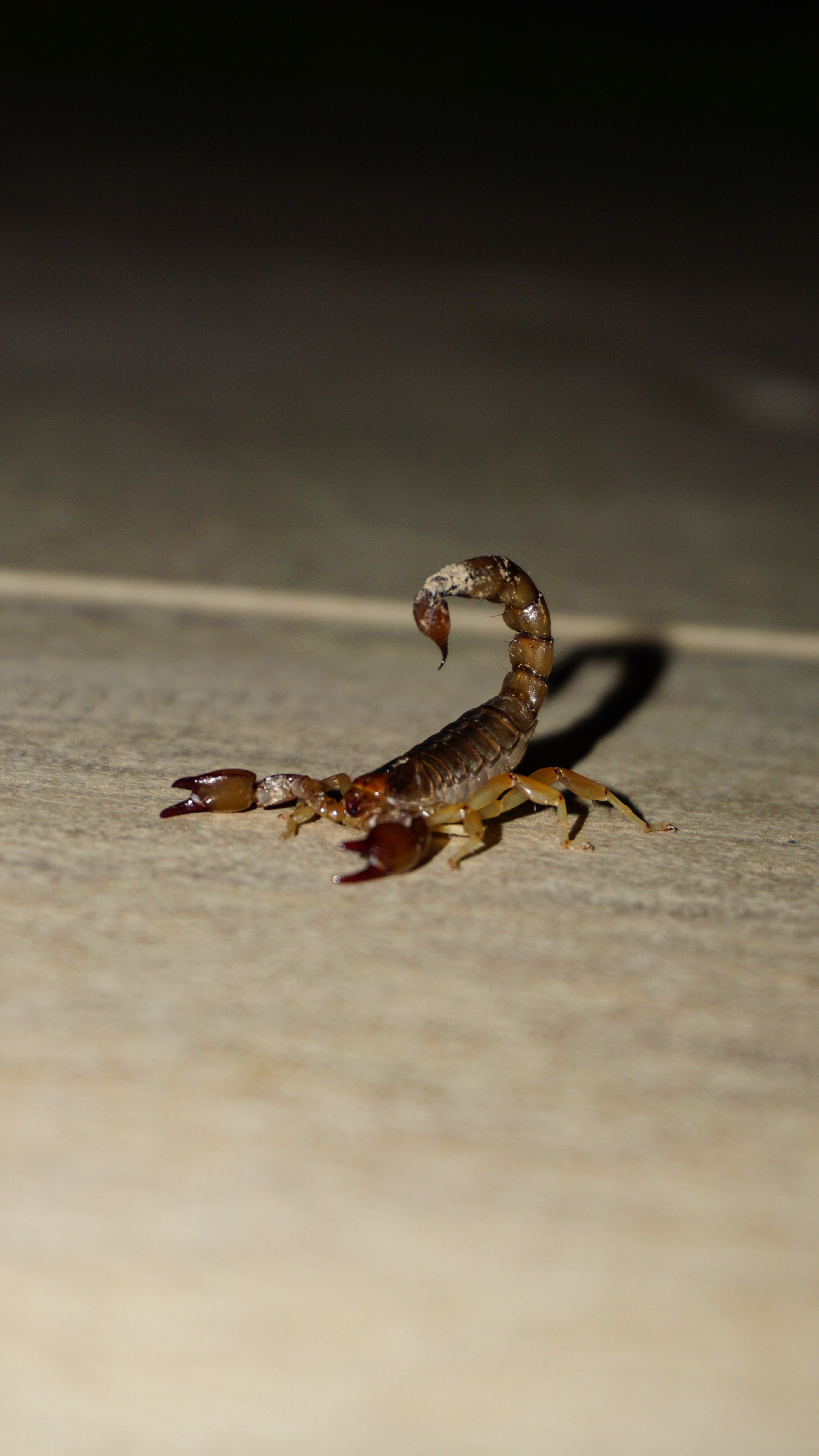 A Pet Scorpion on the Floor