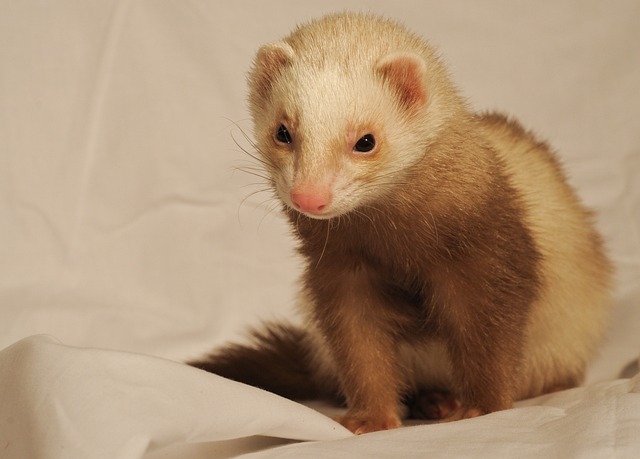 Ferret on a White Sheet. Are Ferrets Good Pets? This One Seems to Think So!