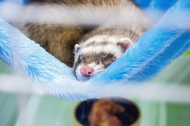 Ferret in a Cage Sitting in a Hammock