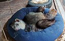 Ferrets Lounging on a  Bed with Paper and Hay on the Ground