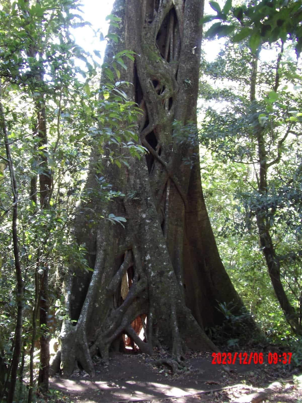 Really Large Ficus Tree