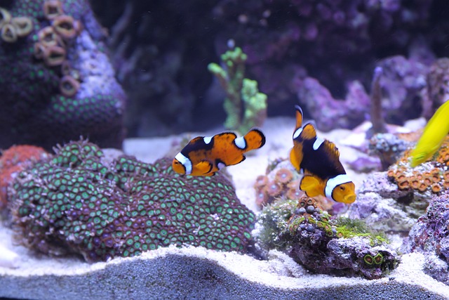 Brightly Colored Fish in a Fish Tank Brightly Colored Fish in a Fish Tank
