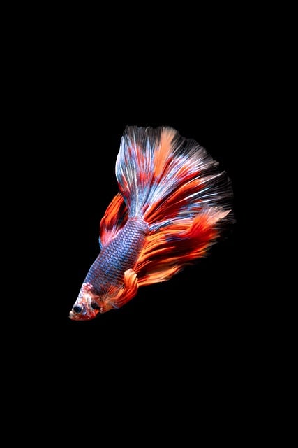 Beta Fish Under Water