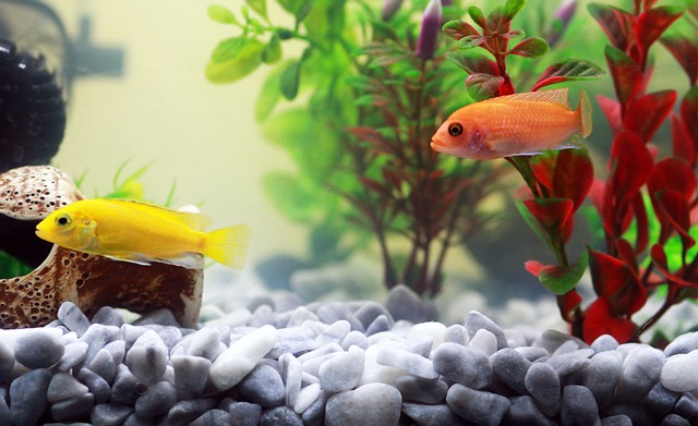 Two Brightly Colored Fish Swimming in a Fish Tank, and Accessories