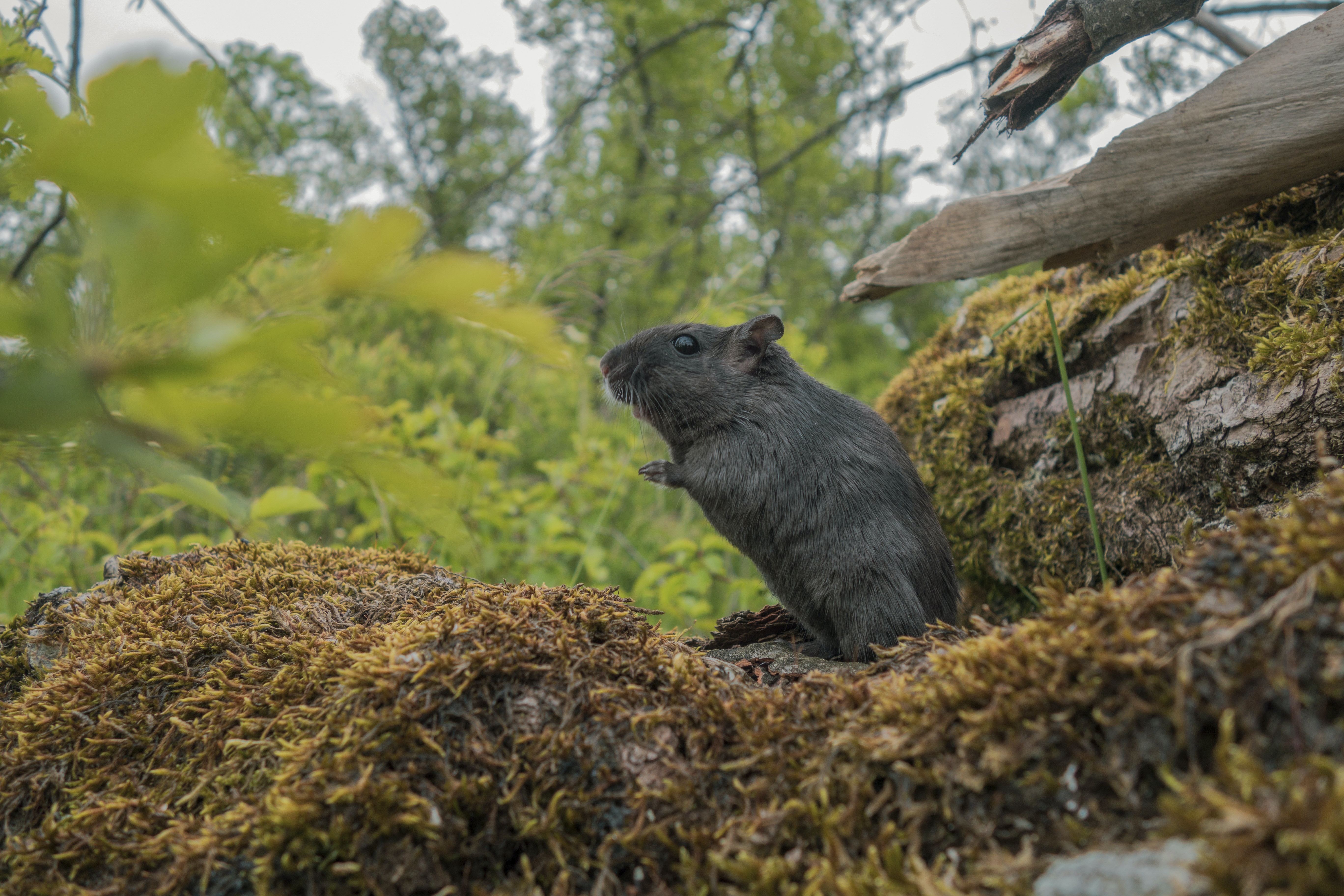 Black Gerbil in Nature Black Gerbil in Nature