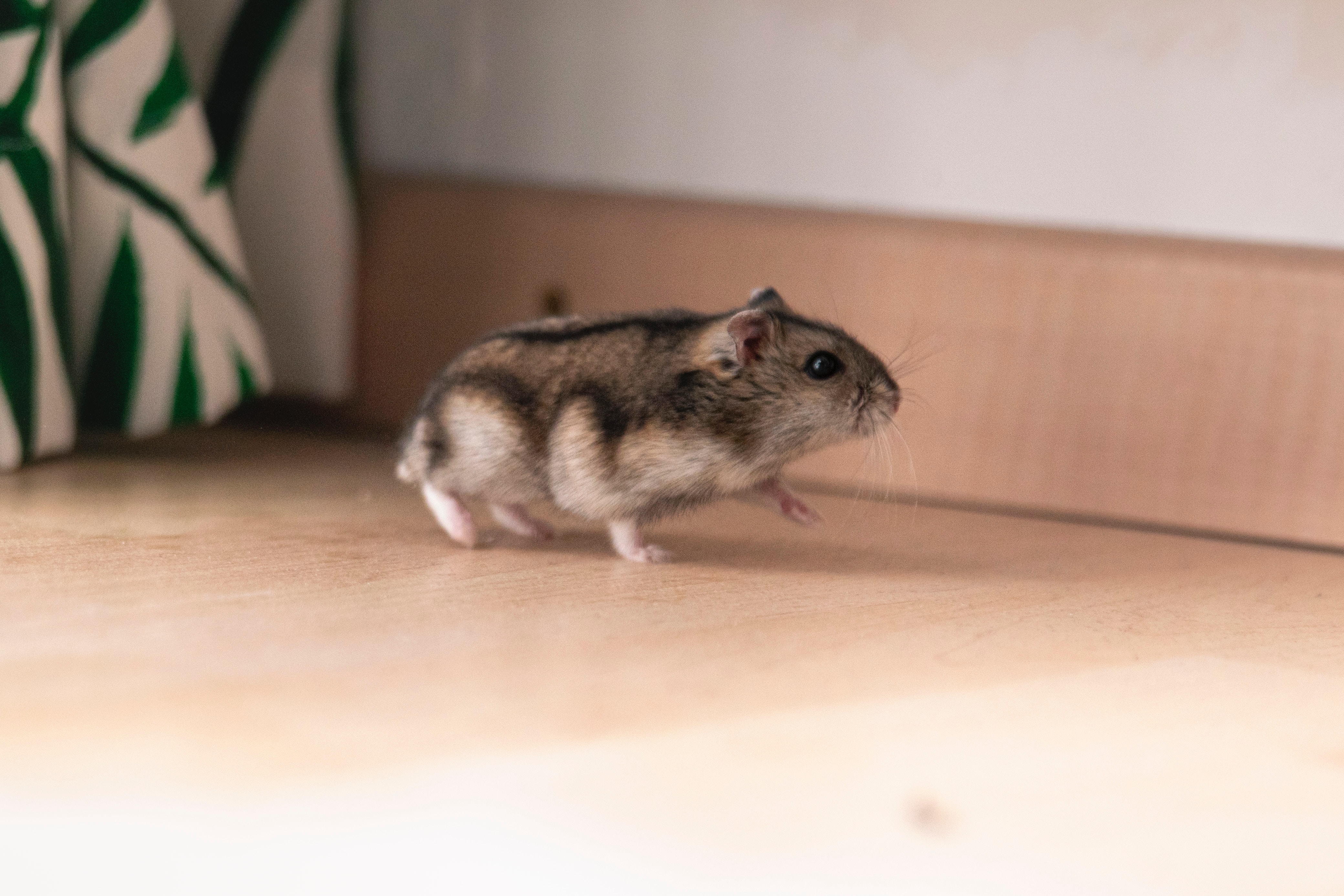Hamster Running Along the Floor