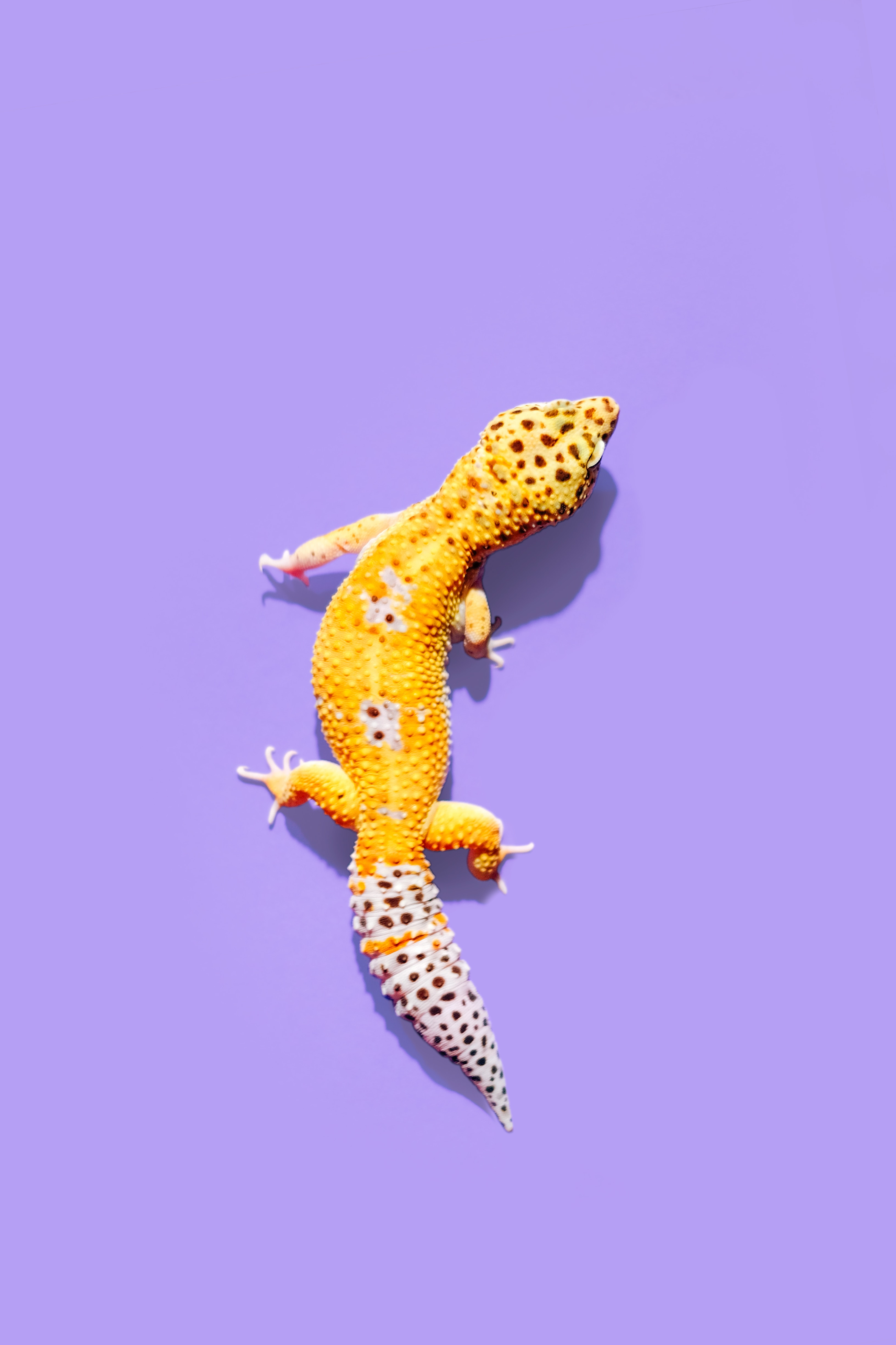 Pet Gecko on Blue Background