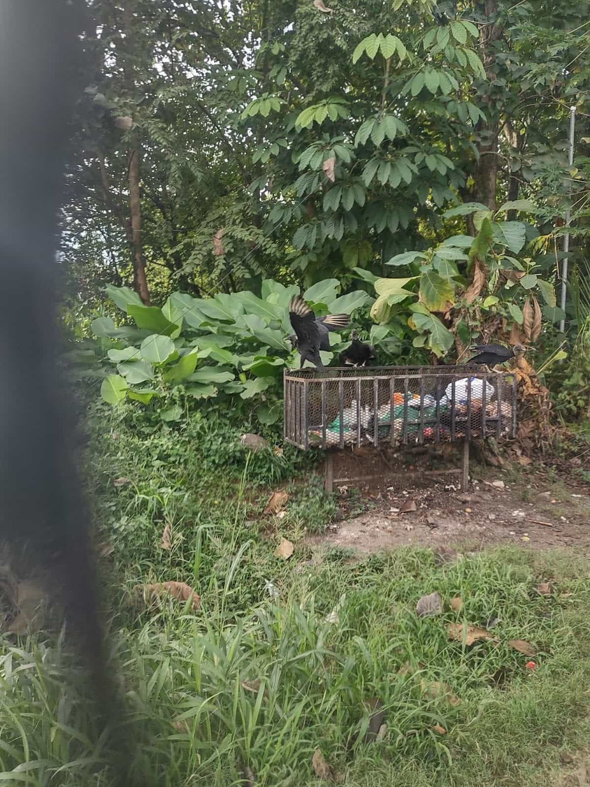 Grate off the Ground With Garbage in It and Vultures Hanging Out by It Grate off the Ground With Garbage in It and Vultures Hanging Out by It