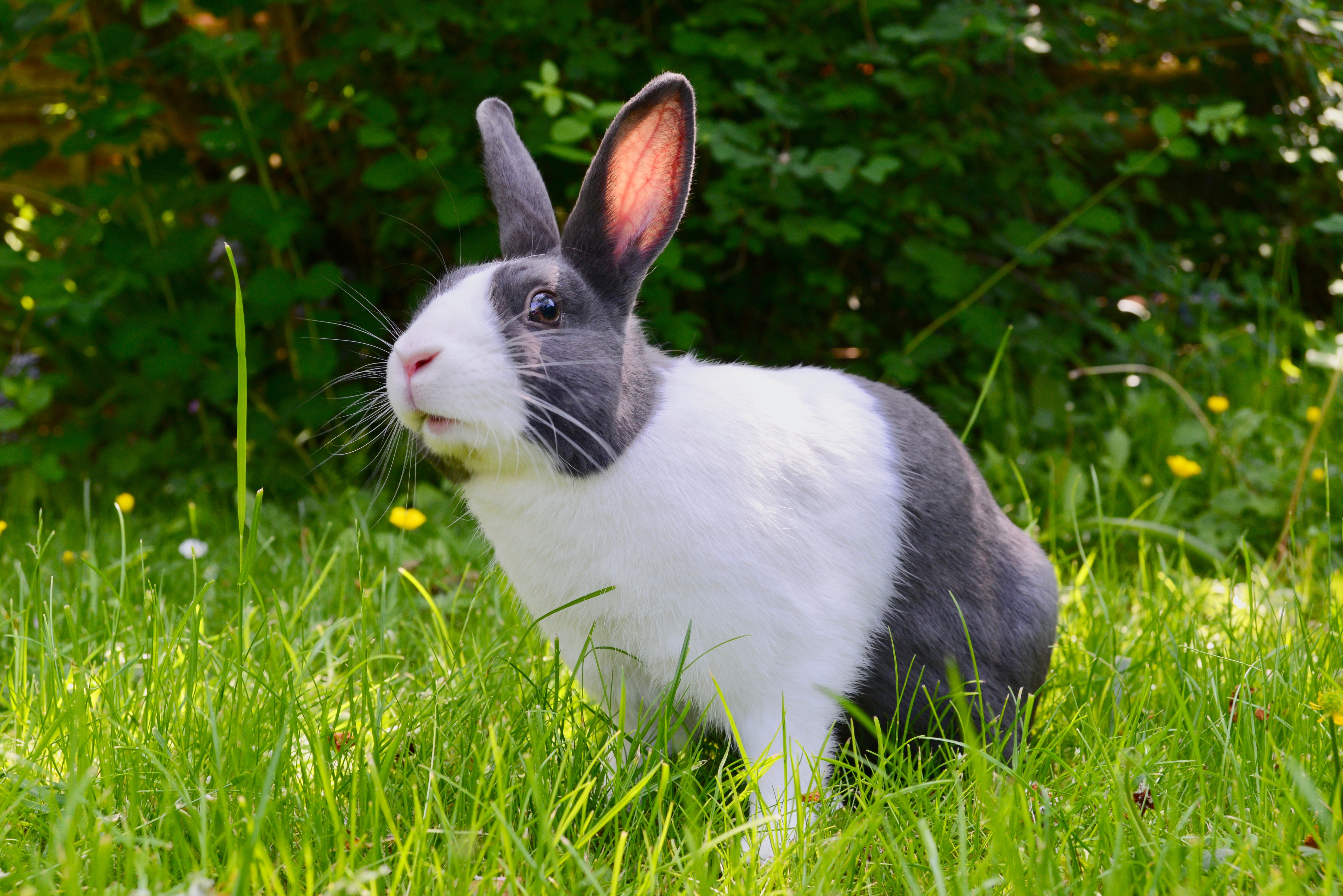 Black and White Rabbit Outdoors Black and White Rabbit Outdoors