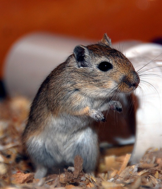 Are Gerbils God Pets? This Gerbil is Standing on Its Hind Legs to Say Yes! Are Gerbils God Pets? This Gerbil is Standing on Its Hind Legs to Say Yes!