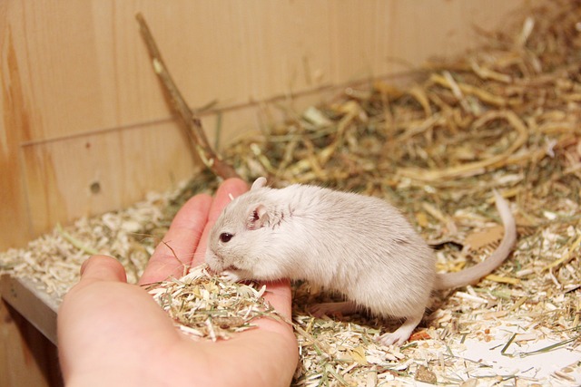 Gerbil Eating Gerbil Food From A Human's Hand Gerbil Eating Gerbil Food From A Human's Hand