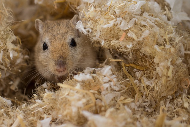 Gerbil Peeking Out from a Pile of Bedding Gerbil Peeking Out from a Pile of Bedding
