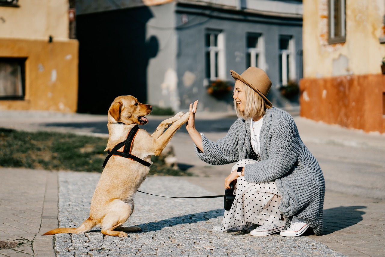 Woman Giving High Five to Her Rescue Dog in the Street