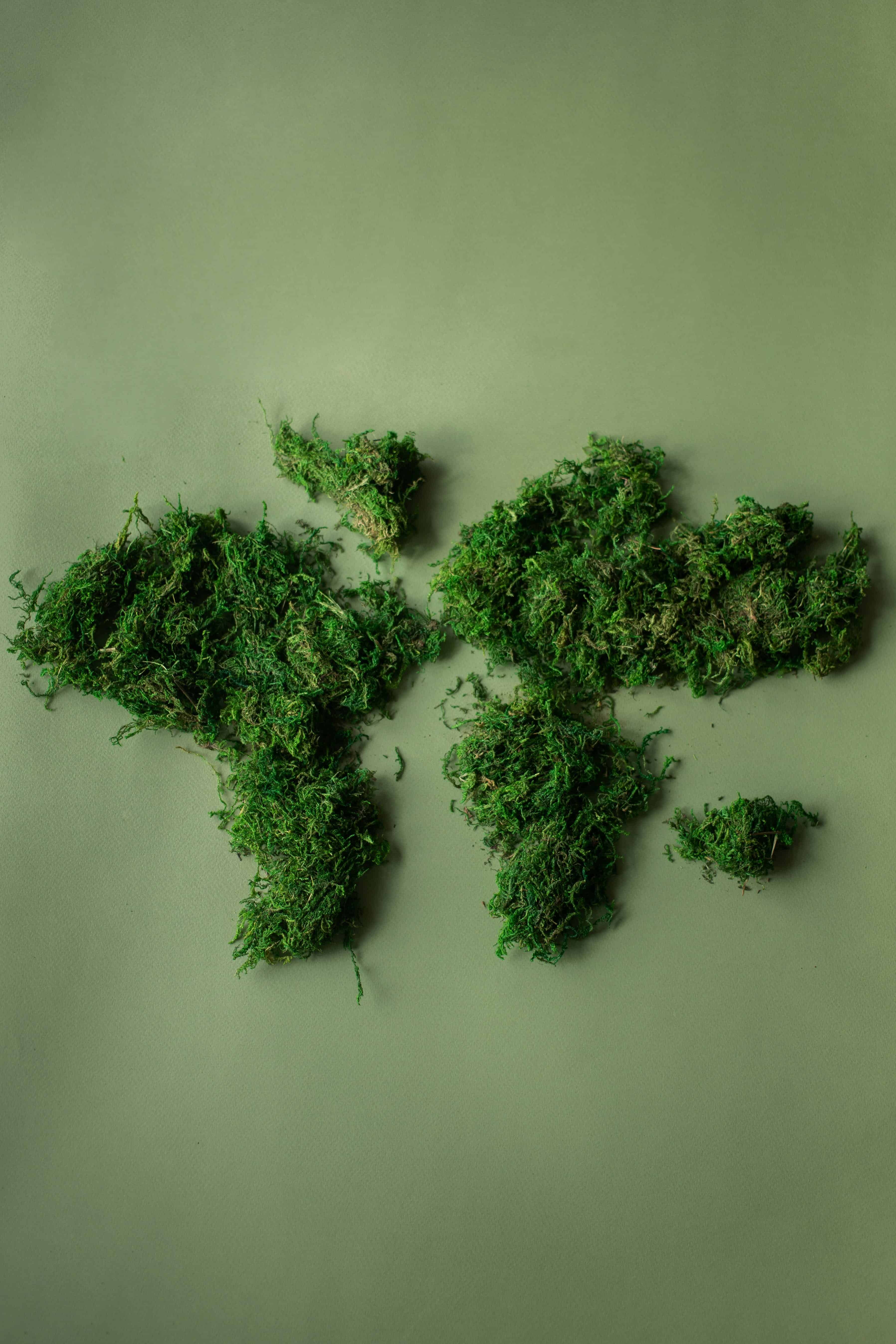 Map of the World With Bushes in the Shape of the Continents Map of the World With Bushes in the Shape of the Continents