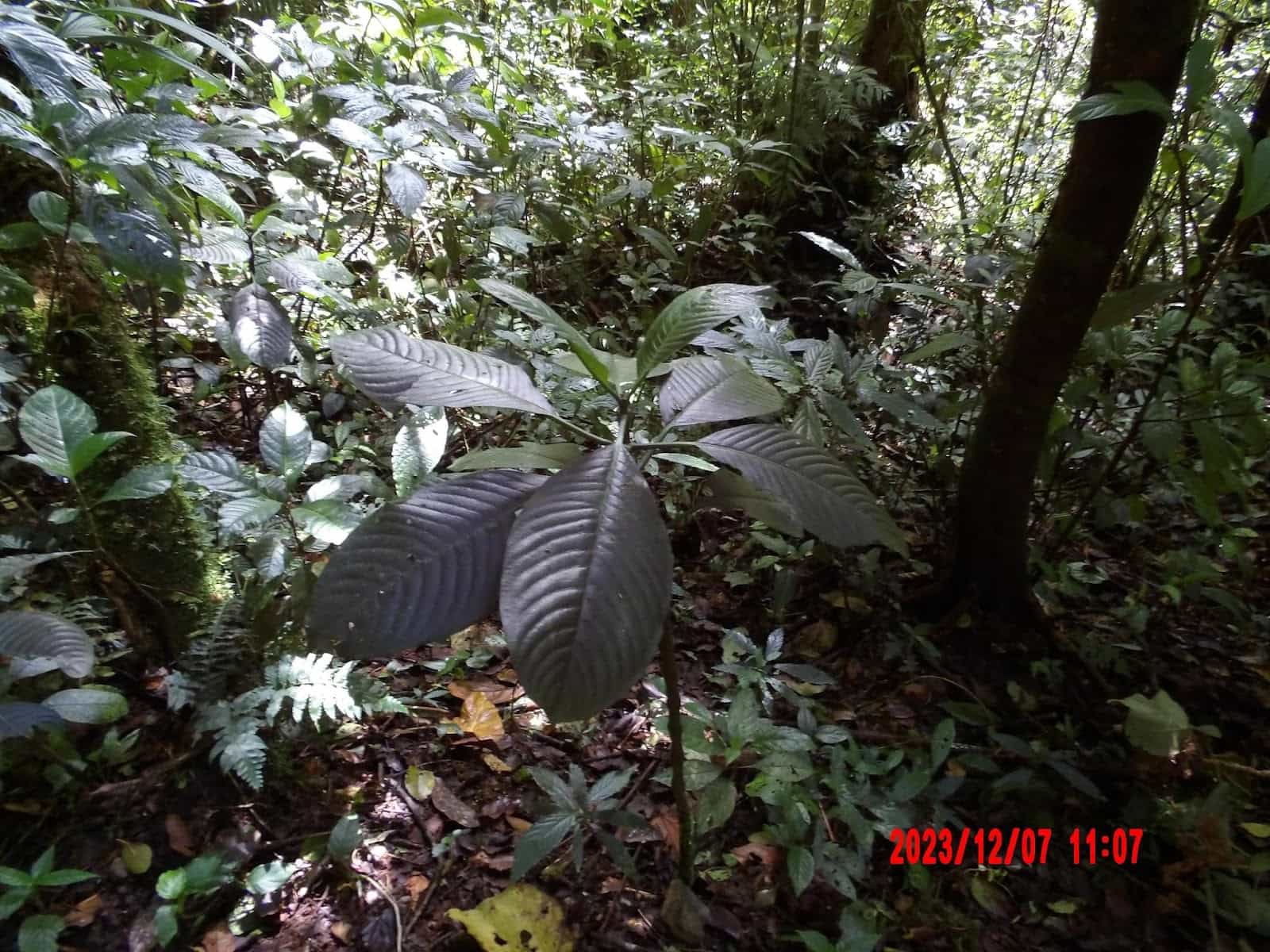 A Close Up of a Green Plant Surrounded by Other Greenery A Close Up of a Green Plant Surrounded by Other Greenery