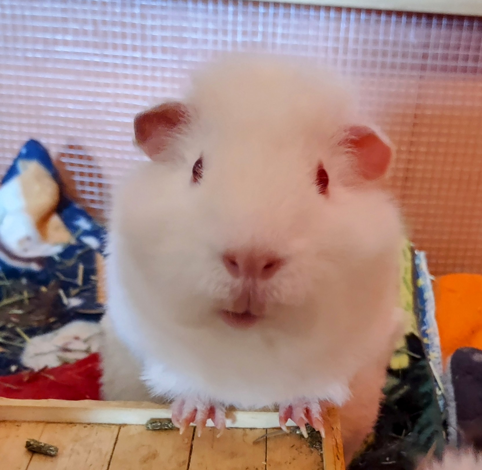 All White Guinea Pig - Berrie All White Guinea Pig - Berrie