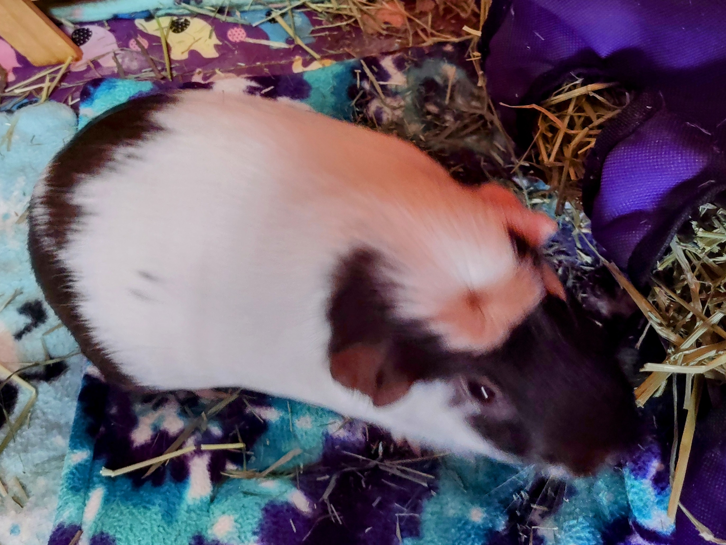 My Pet Guinea Pig-Donnie My Pet Guinea Pig-Donnie