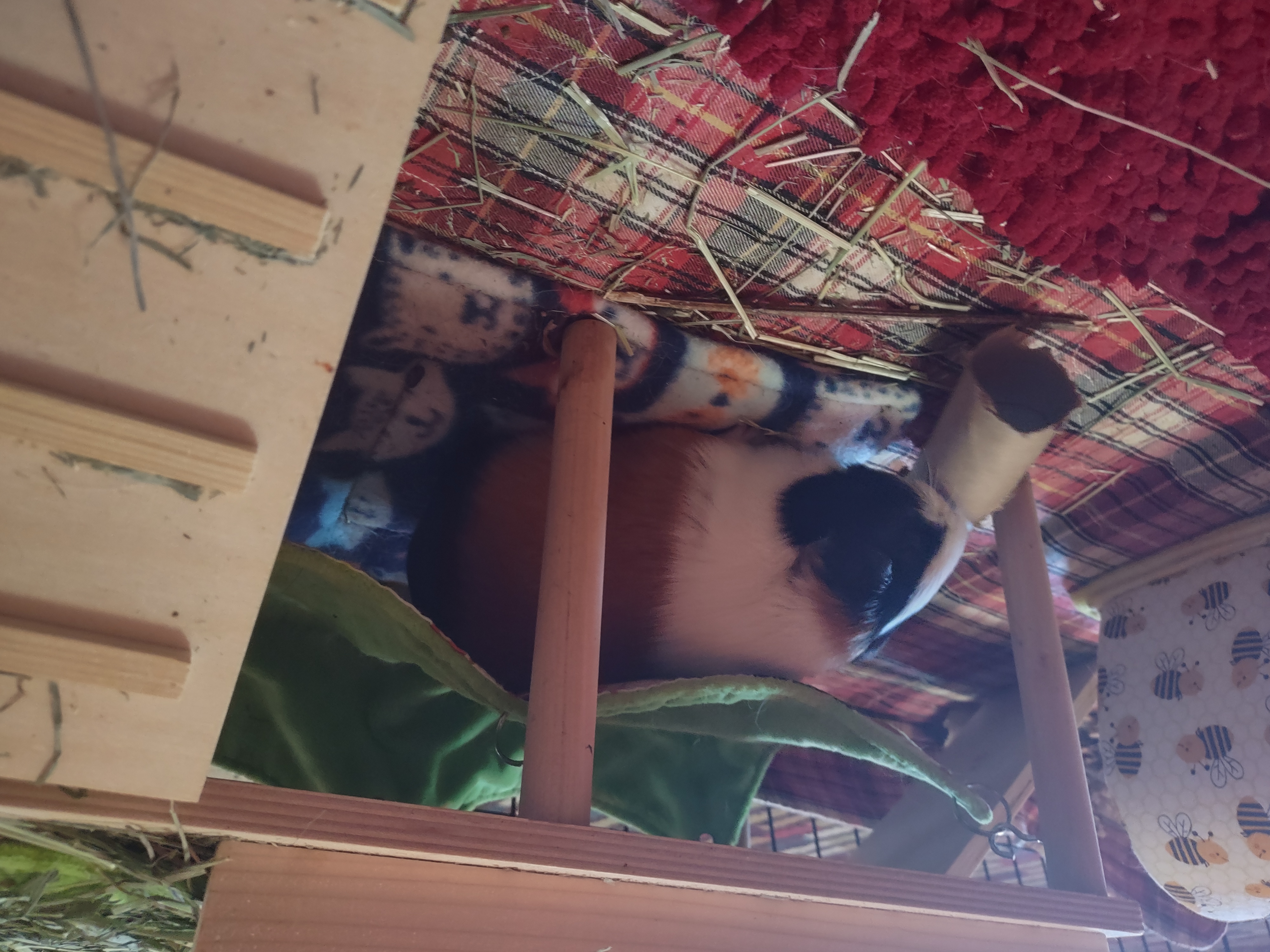 My Guinea Pig on Her Fleece and Bath Mat Bedding My Guinea Pig on Her Fleece and Bath Mat Bedding