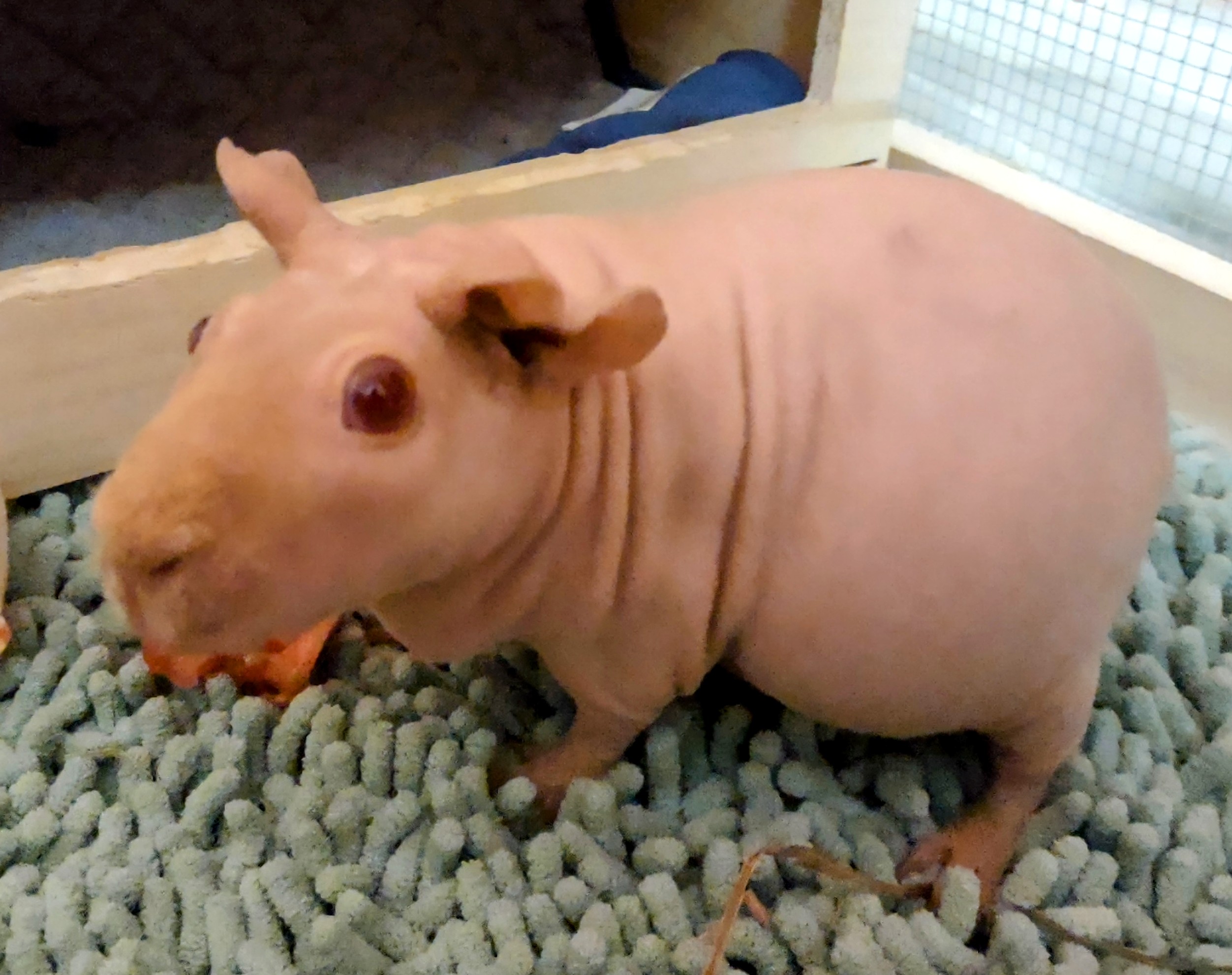 My Hairless Guinea Pig My Hairless Guinea Pig