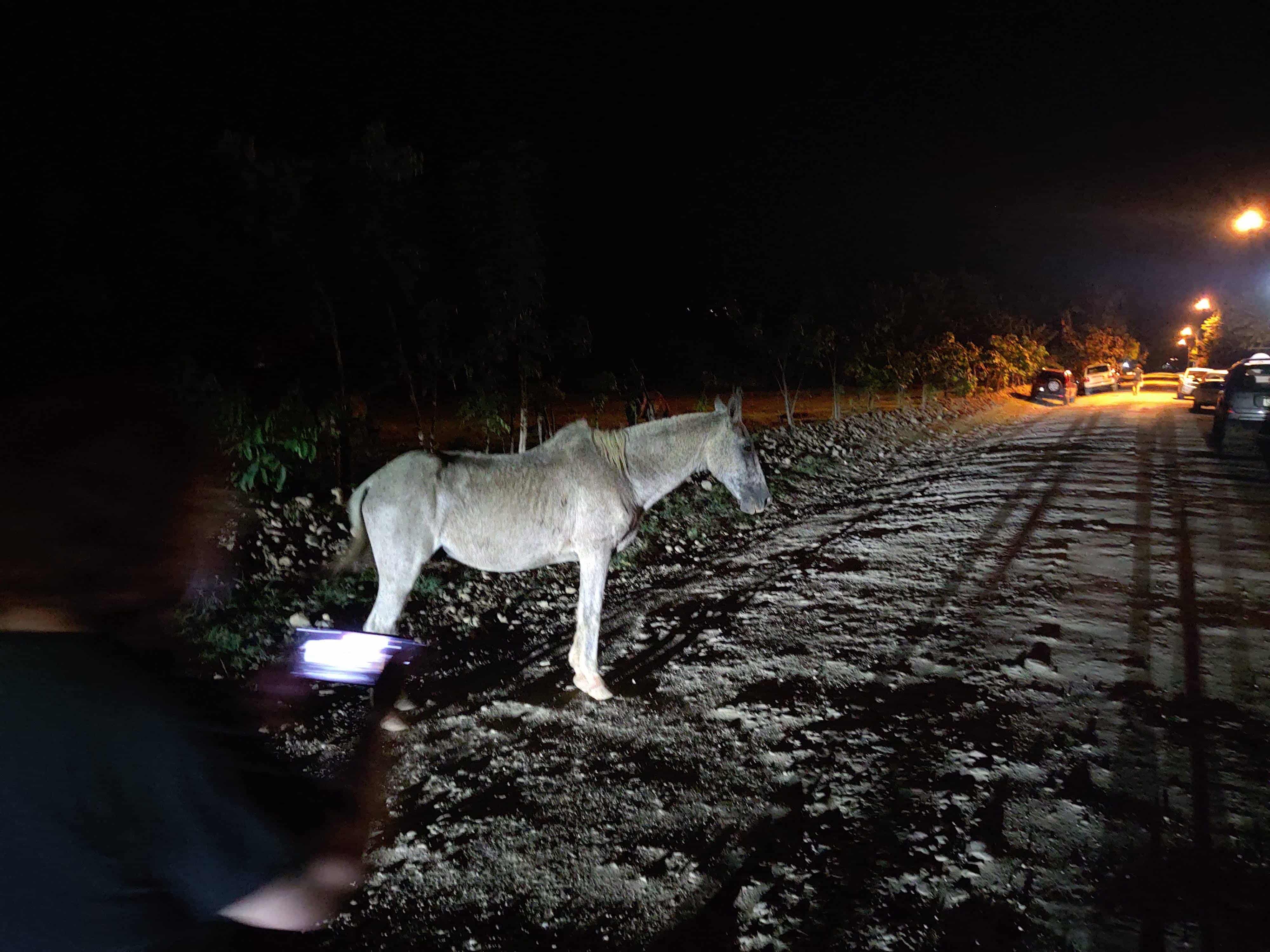 A Dirt Road in Costa Rica at Night With a Horse Standing in the Middle of It A Dirt Road in Costa Rica at Night With a Horse Standing in the Middle of It