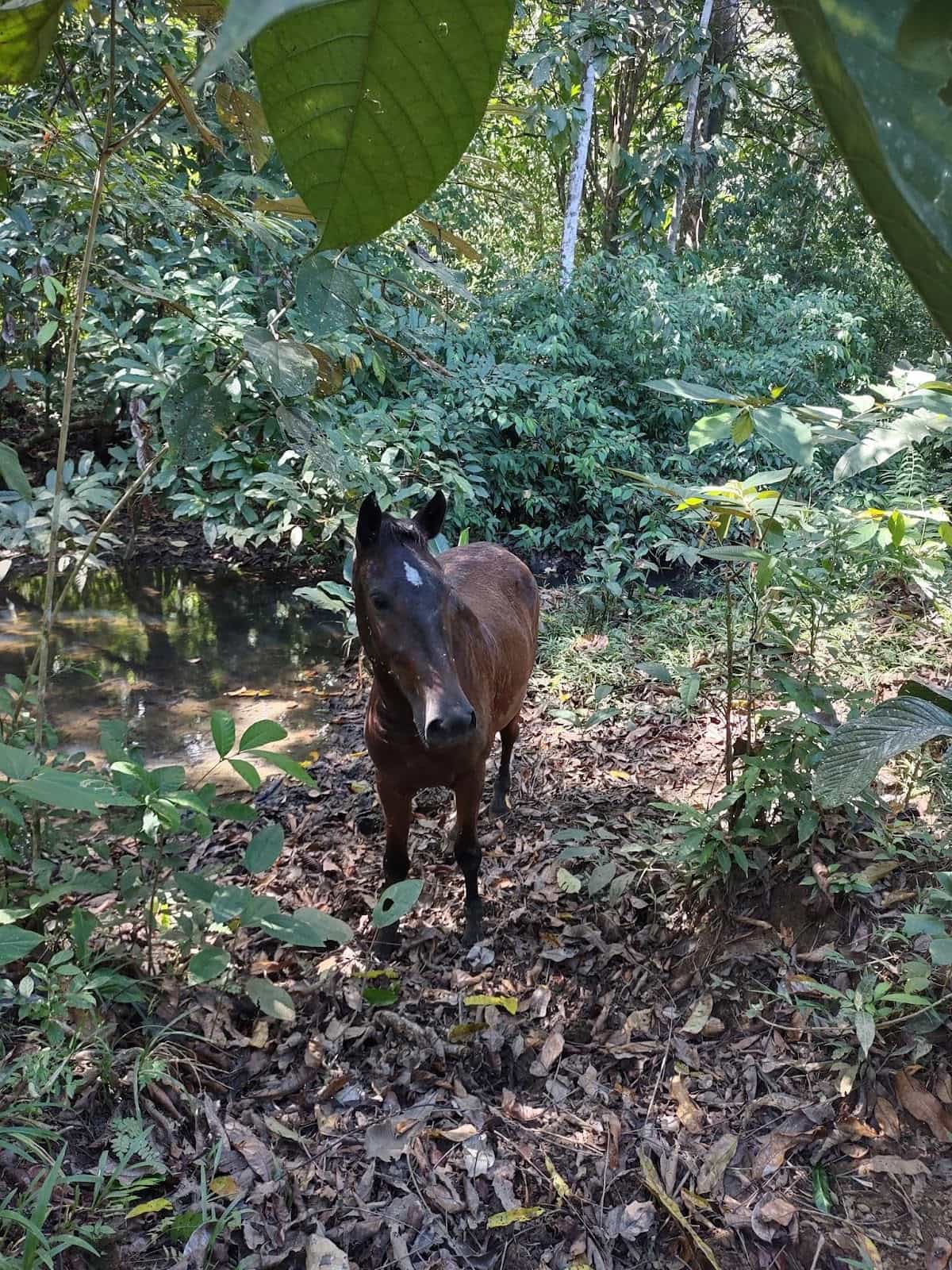 A Horse Looking Up at the Camera in the Forest