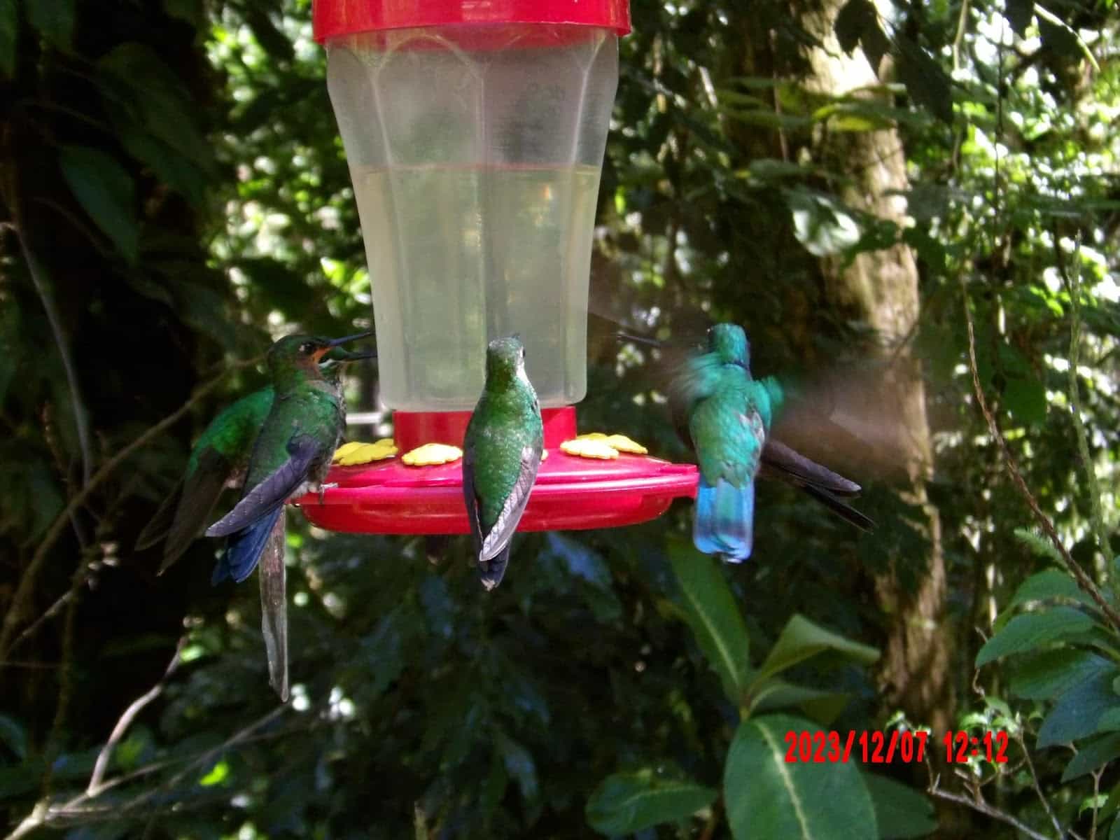 Three Hummingbirds on a Feeder That We Saw During Our Ecotourism Trip to Cost Rica Three Hummingbirds on a Feeder That We Saw During Our Ecotourism Trip to Cost Rica