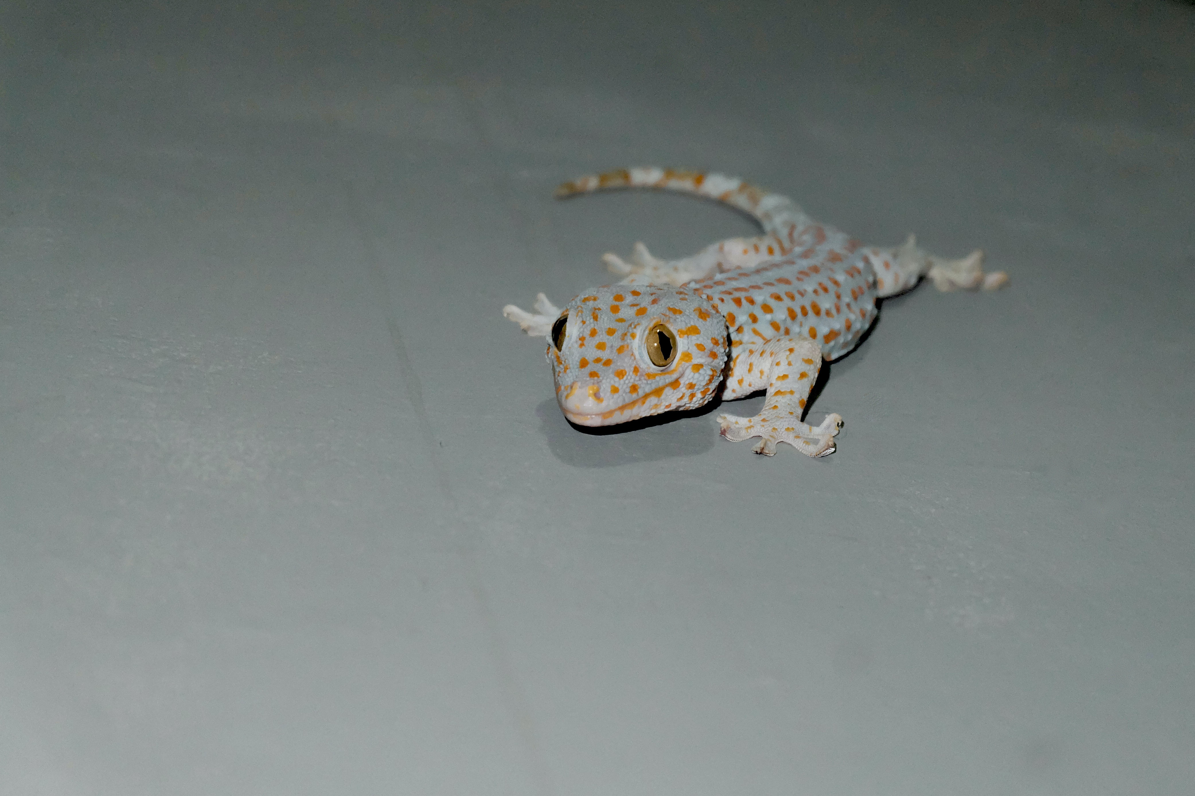 Tokay Pet Gecko