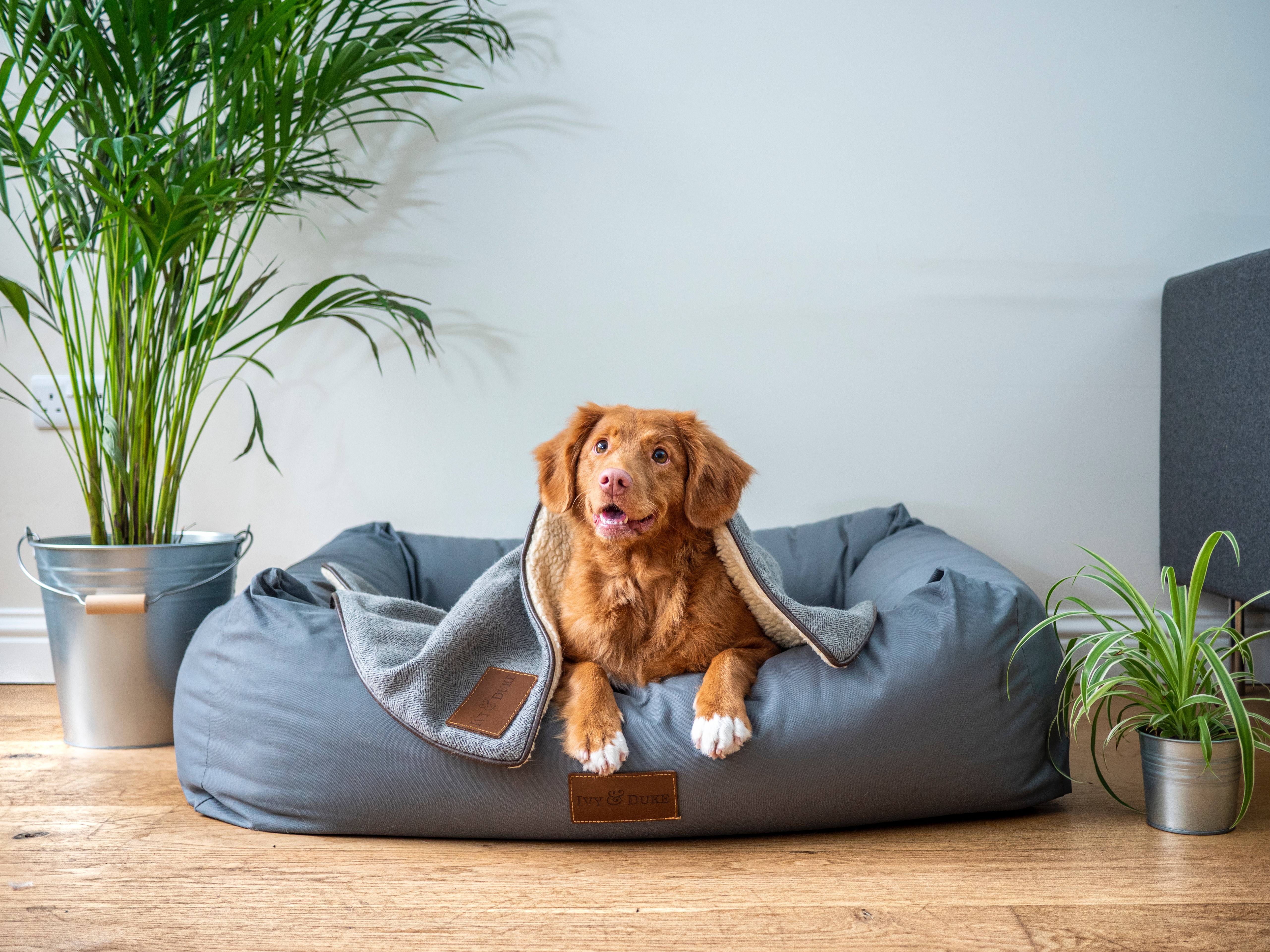 Dog on a Bean Bag Dog Bed With House Plants on Either Side of the Dog Bed