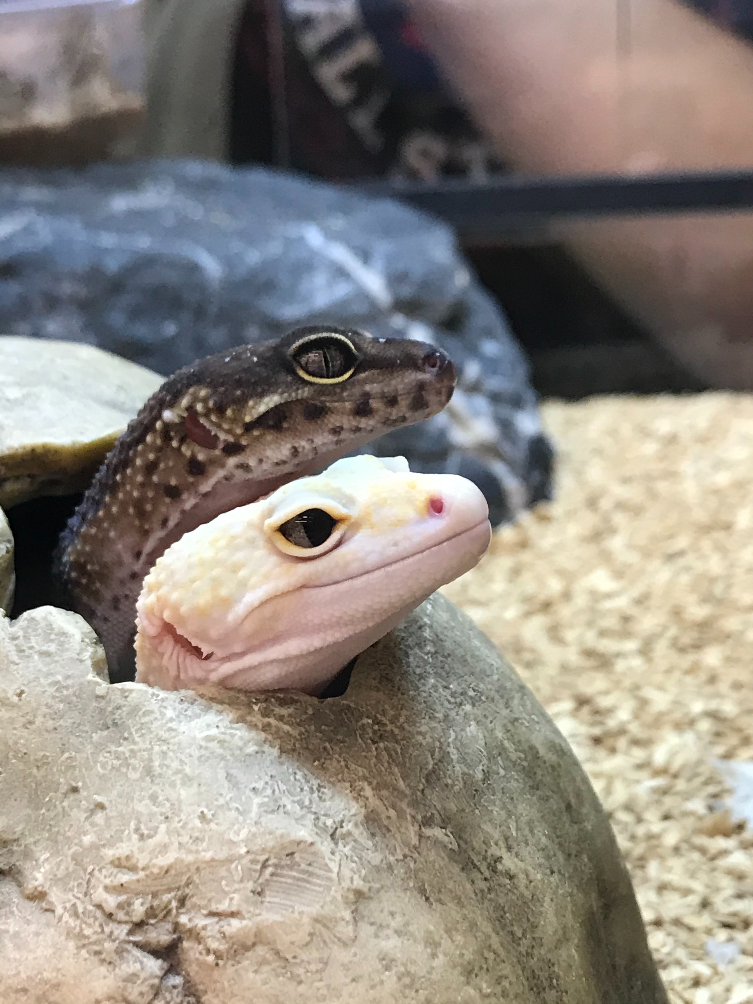 Two Geckos Peeking Out of a Hidy