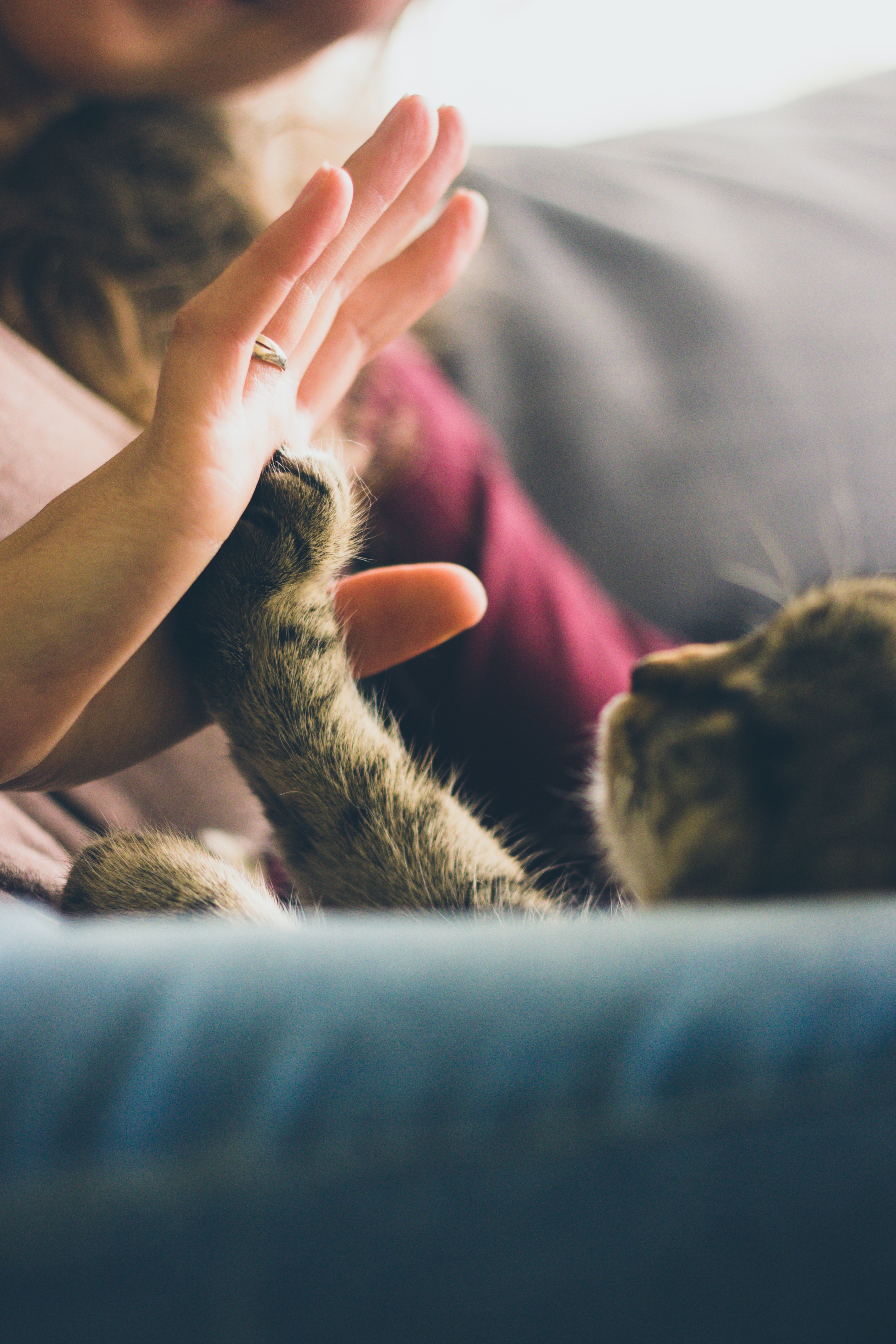 Cat High Fiving a Human