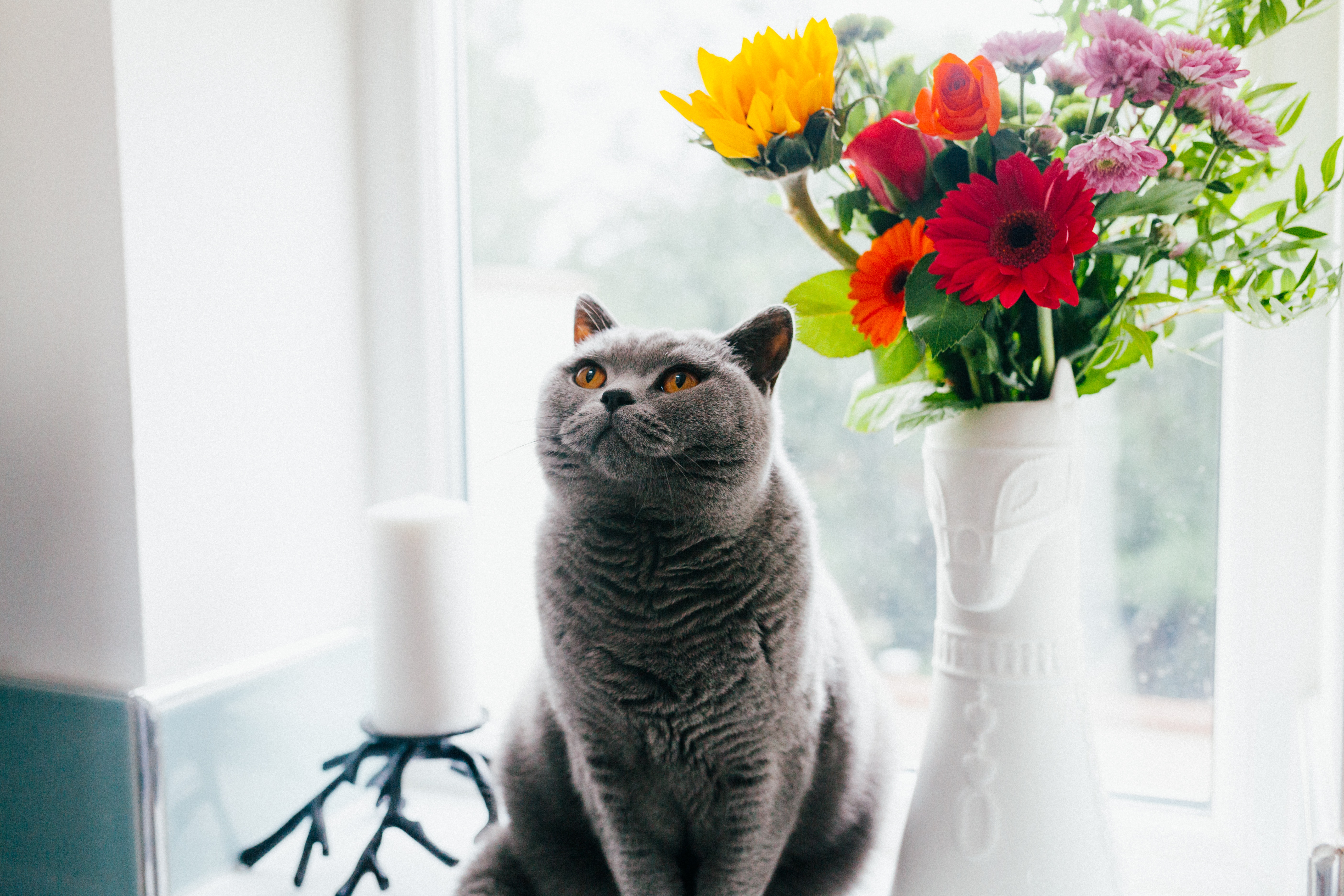 cat with flowers Photo by Josh Couch on Unsplash