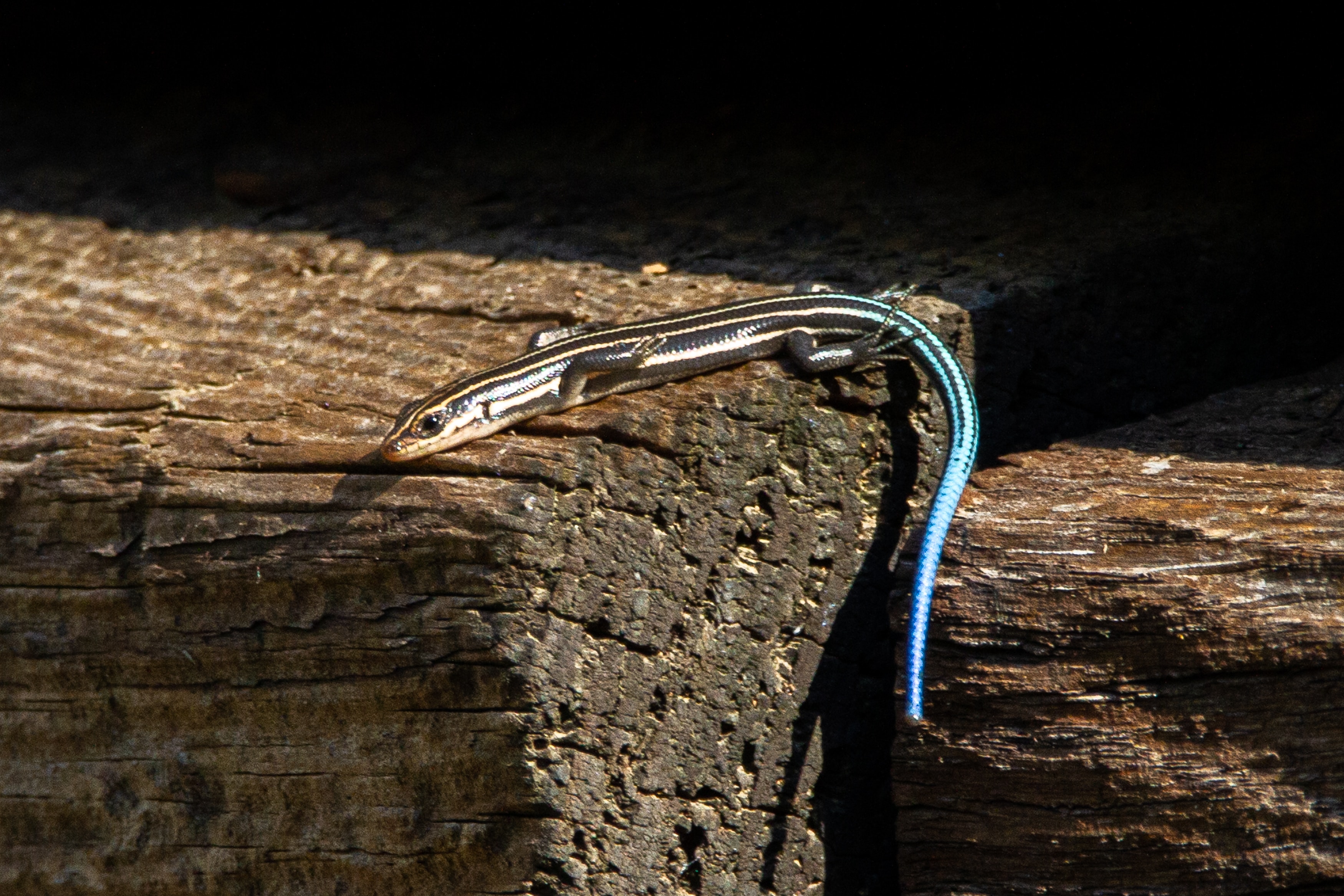 Skink in the Sun Skink in the Sun