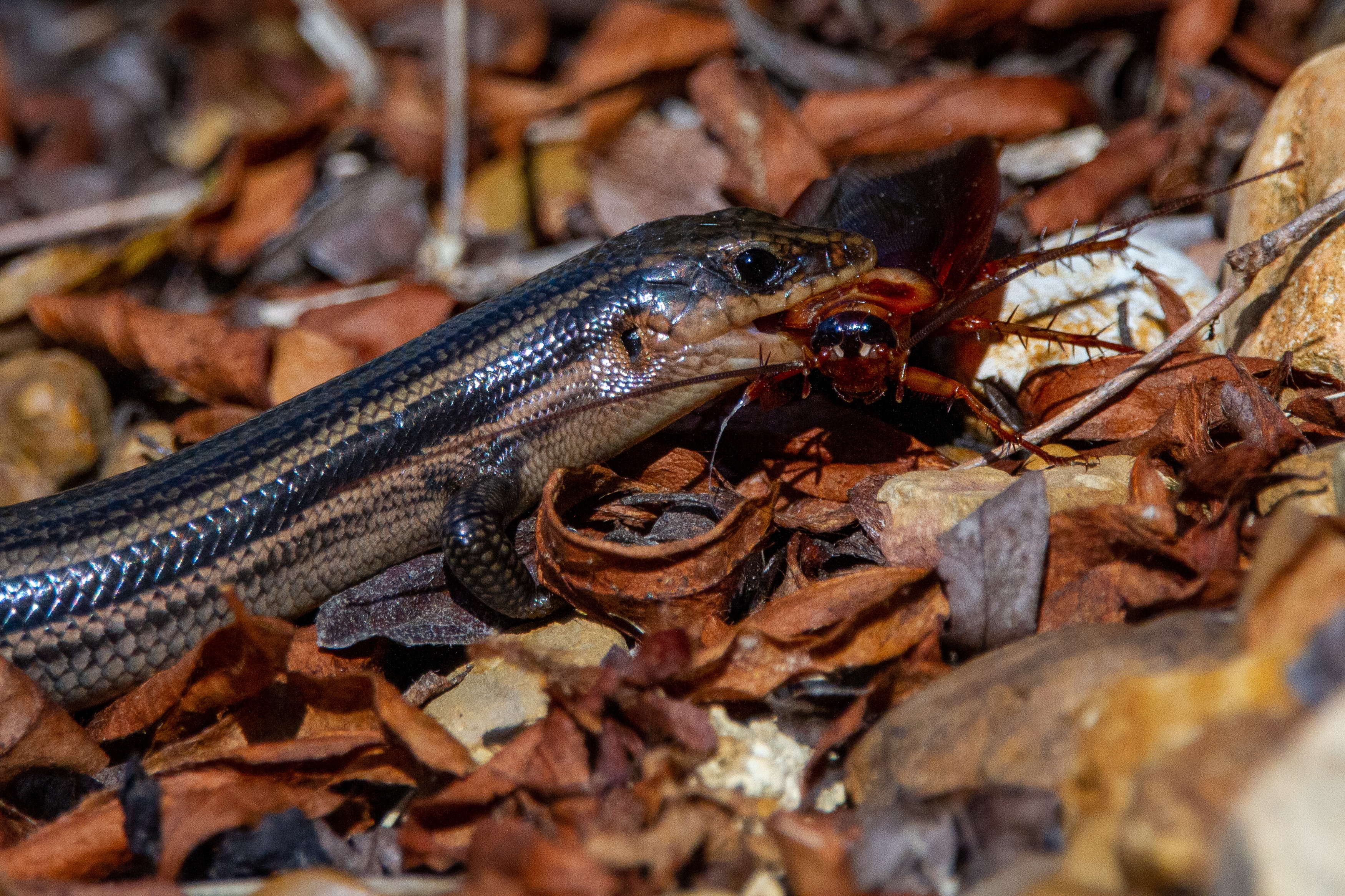 Skink Eating a Cockroach. Different Kinks as Petd Have Different Dietary Needs Skink Eating a Cockroach. Different Kinks as Petd Have Different Dietary Needs