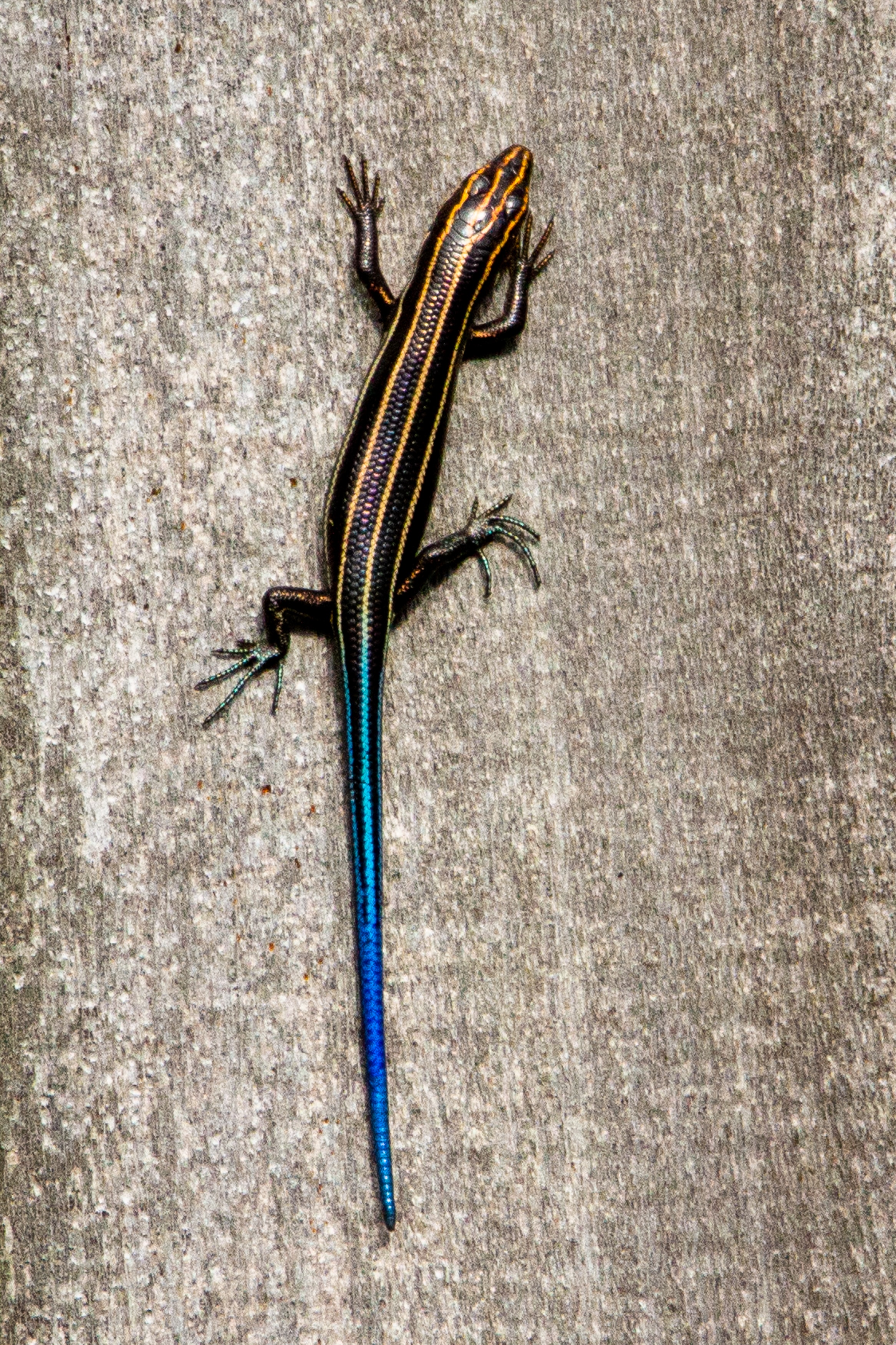 skink climbing Photo by Joshua J. Cotten on Unsplash skink climbing Photo by Joshua J. Cotten on Unsplash