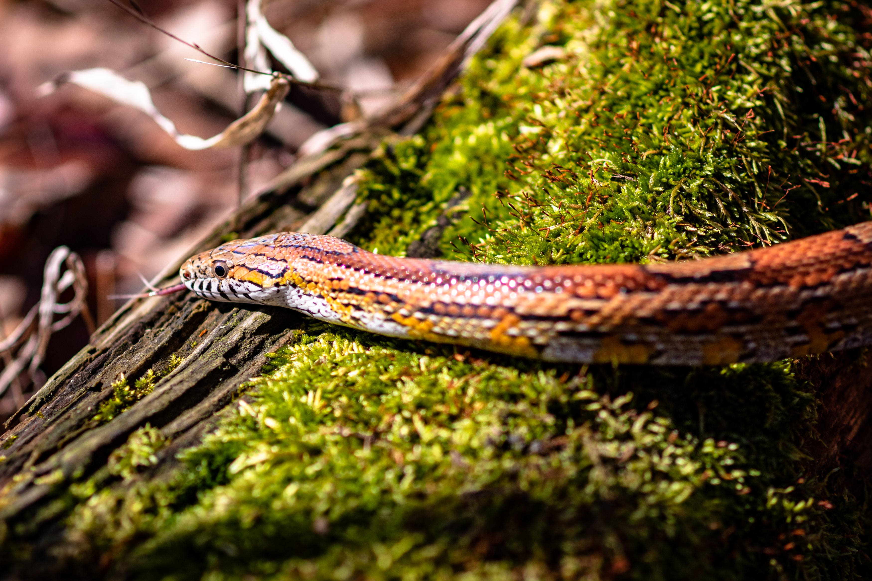 Corn Snake - An Example of a Small Pet Snake Adoption